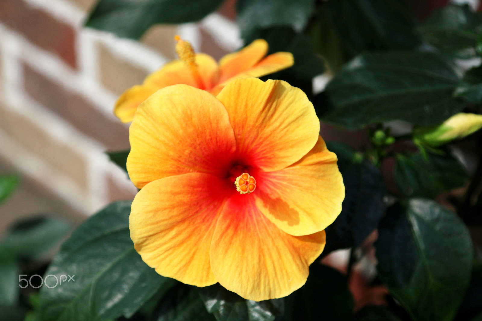 Canon EF 24-105mm F4L IS USM sample photo. Japanese flower photography
