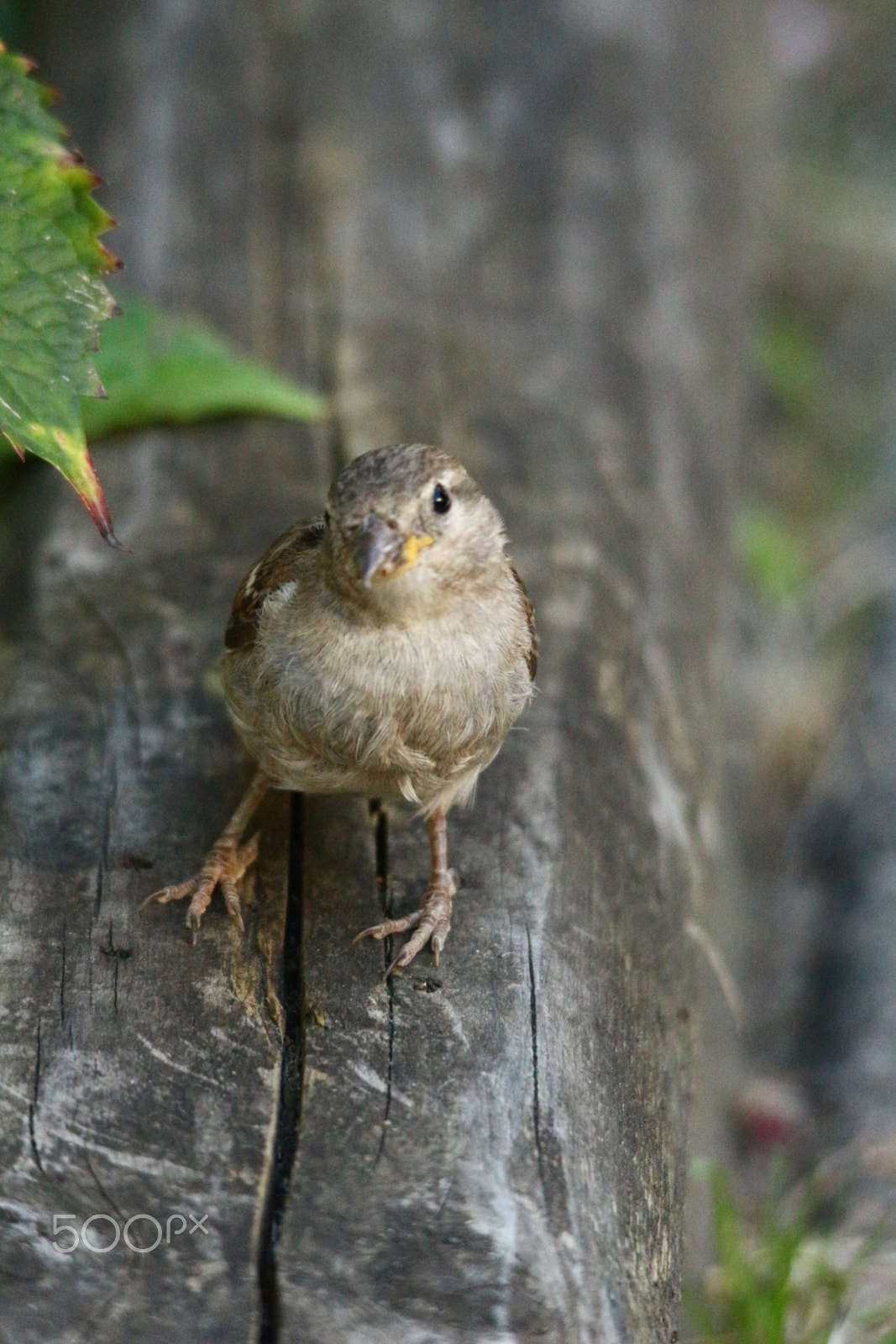 Sigma 150-500mm F5-6.3 DG OS HSM sample photo. You look funny! photography