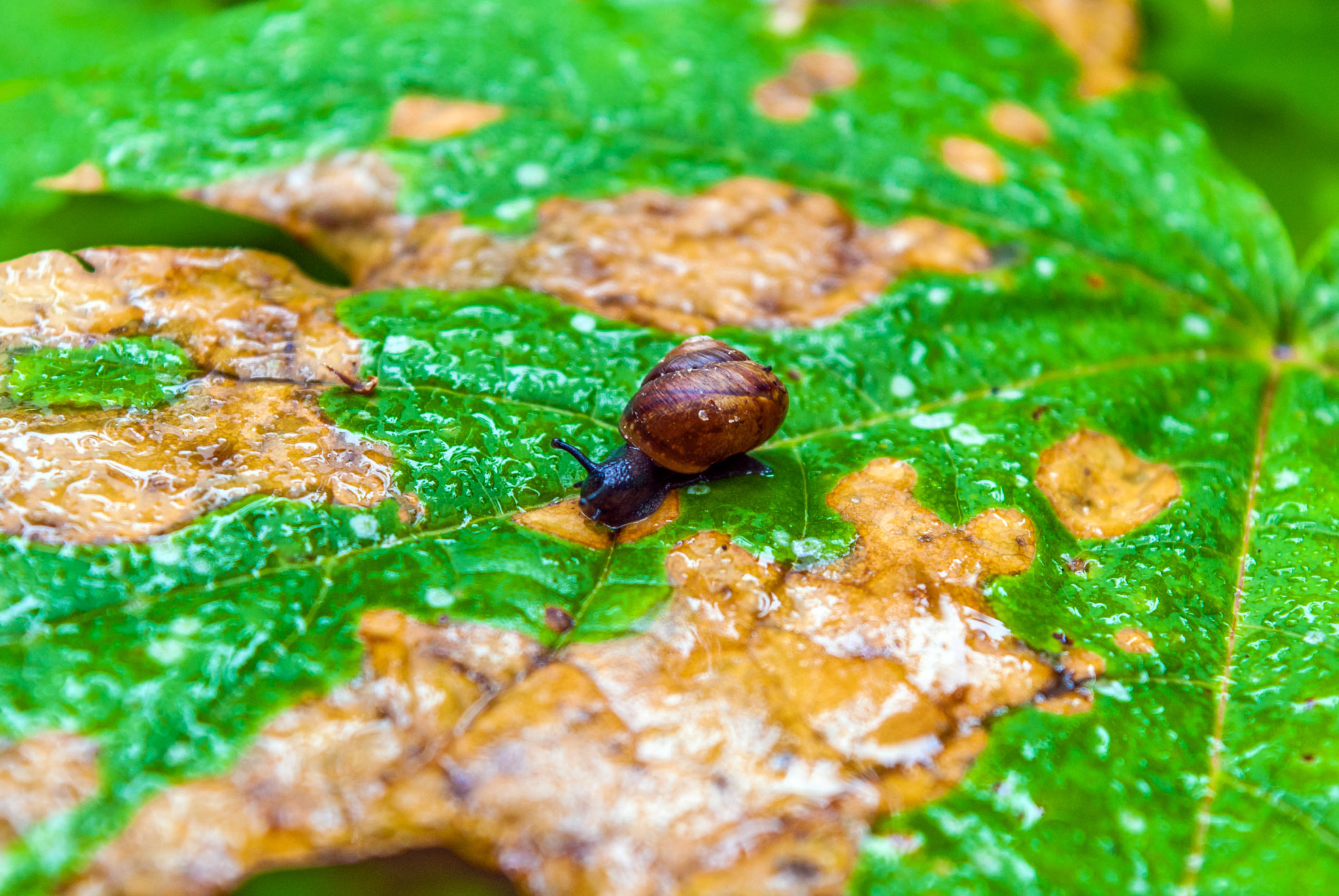 Nikon D3000 sample photo. Snail photography