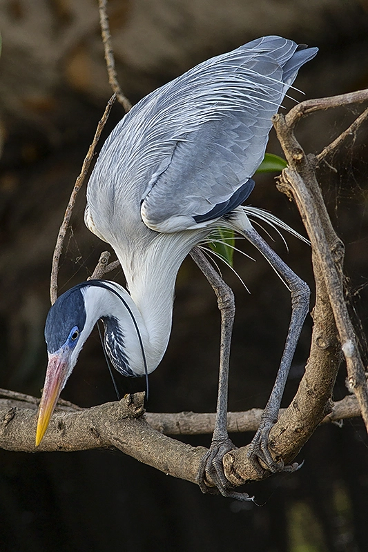 Canon EF 300mm F4L IS USM sample photo. Garça moura photography