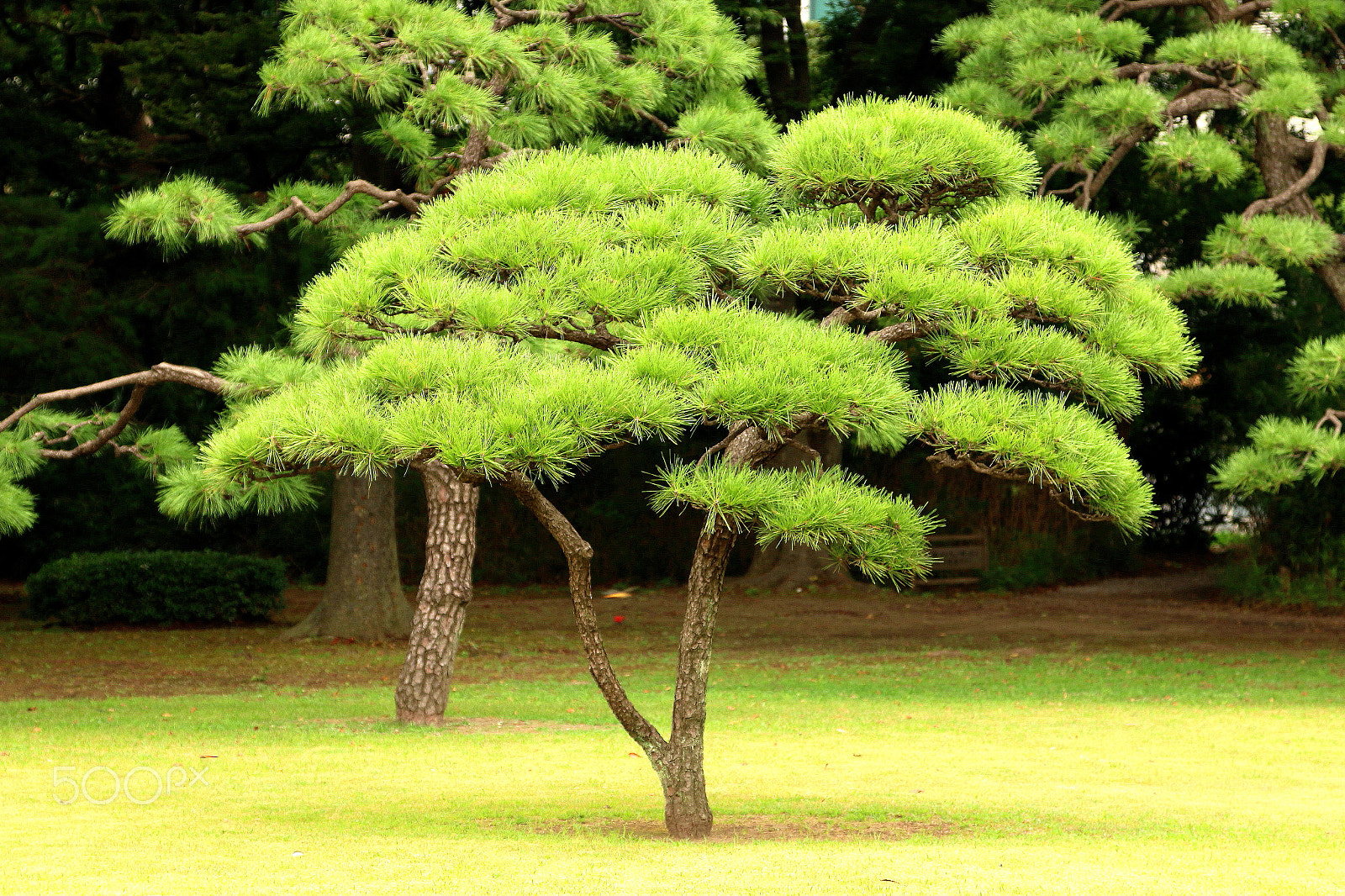 Canon EF 24-105mm F4L IS USM sample photo. Japanese tree photography