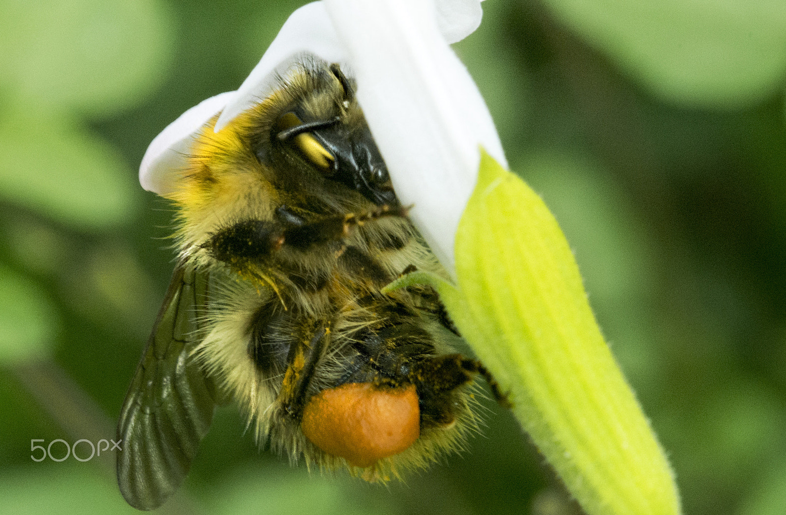 Nikon AF-S DX Micro Nikkor 40mm F2.8 sample photo. A bee's style photography
