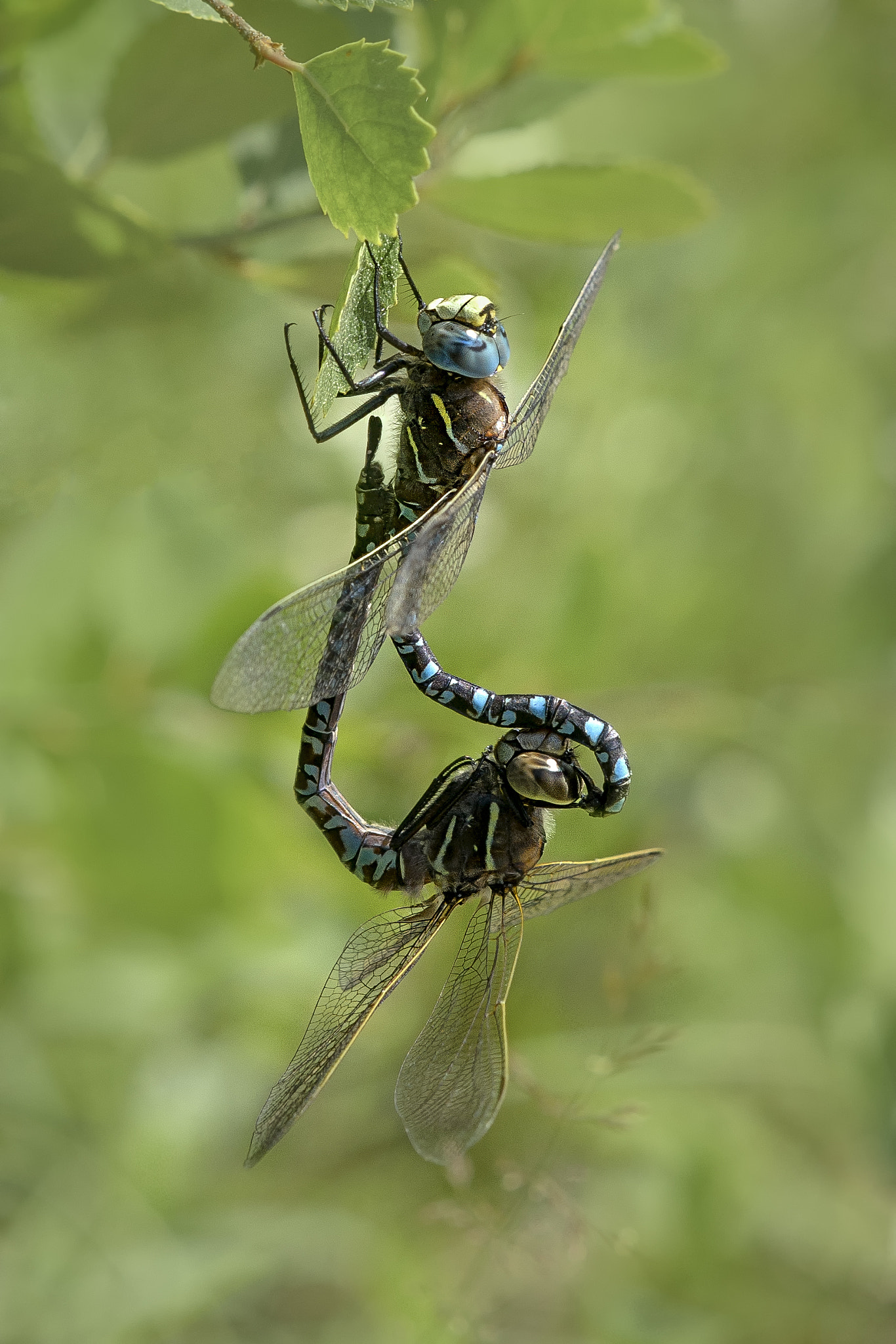 Nikon AF-S DX Micro-Nikkor 85mm F3.5G ED VR sample photo. Dragons mating photography