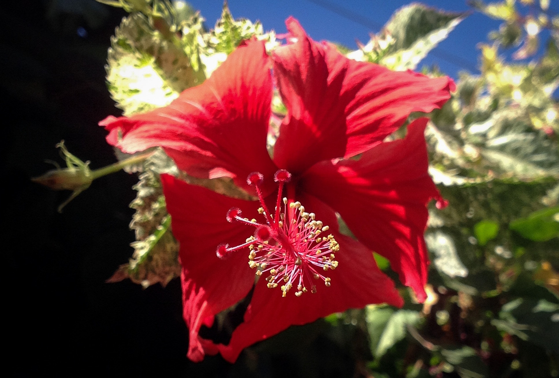 iPad back camera 4.28mm f/2.4 sample photo. What a beautiful flowers. photography