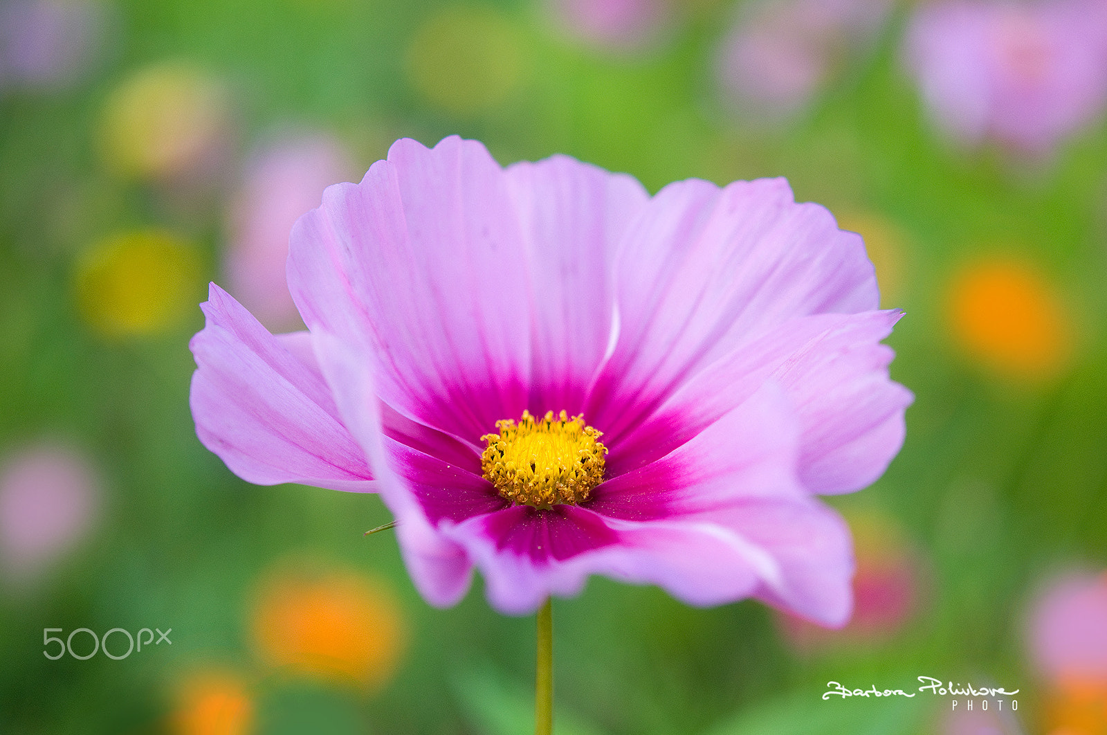 Nikon AF-S Micro-Nikkor 60mm F2.8G ED sample photo. Colorful dance photography