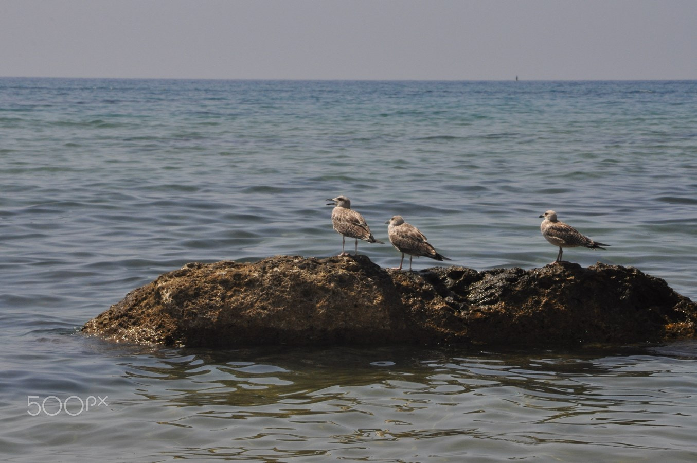 AF Zoom-Nikkor 24-120mm f/3.5-5.6D IF sample photo. Bird seagull... photography