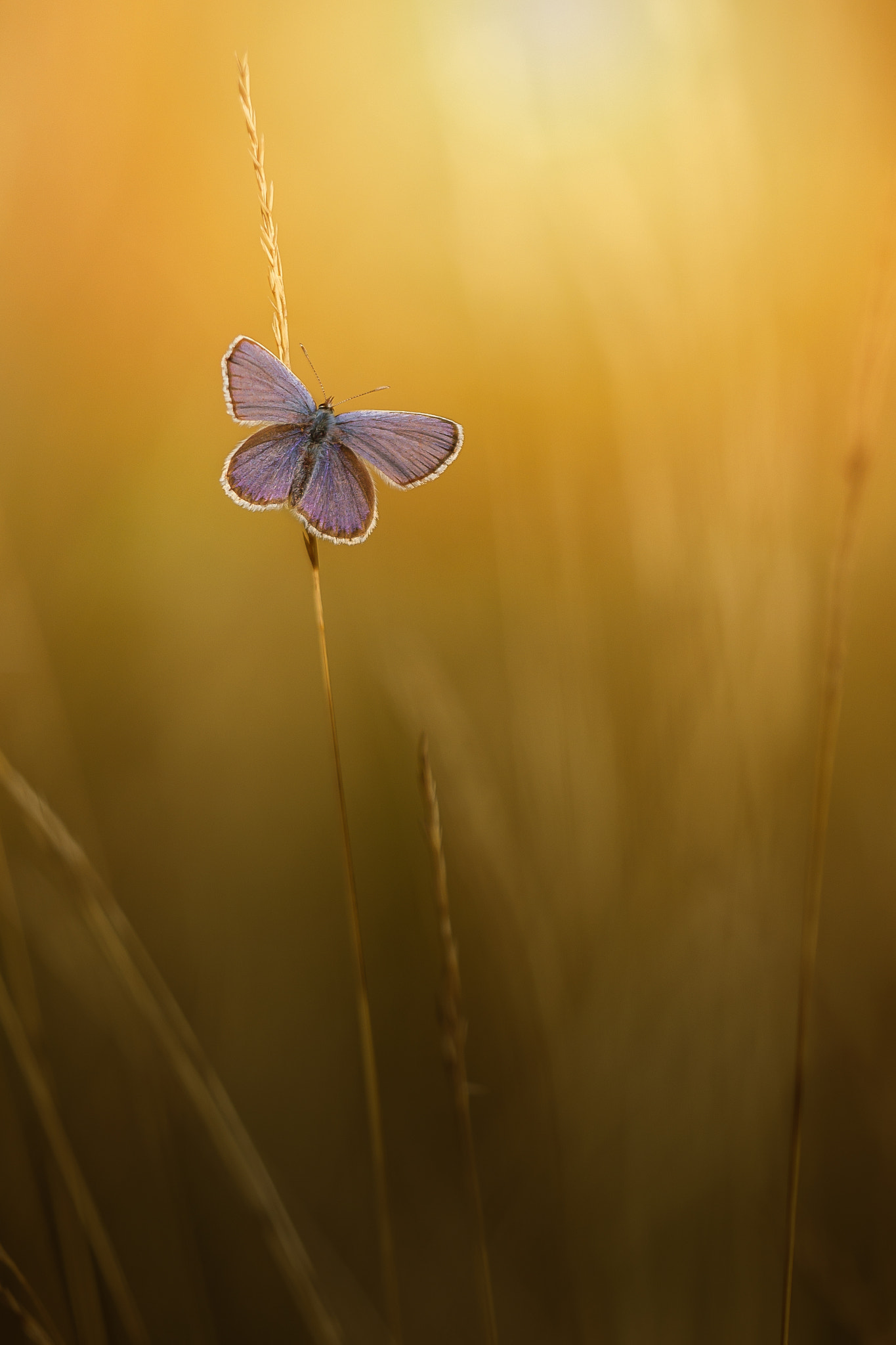 Sigma APO Macro 150mm f/2.8 EX DG HSM sample photo. Butterfly in the mornings photography