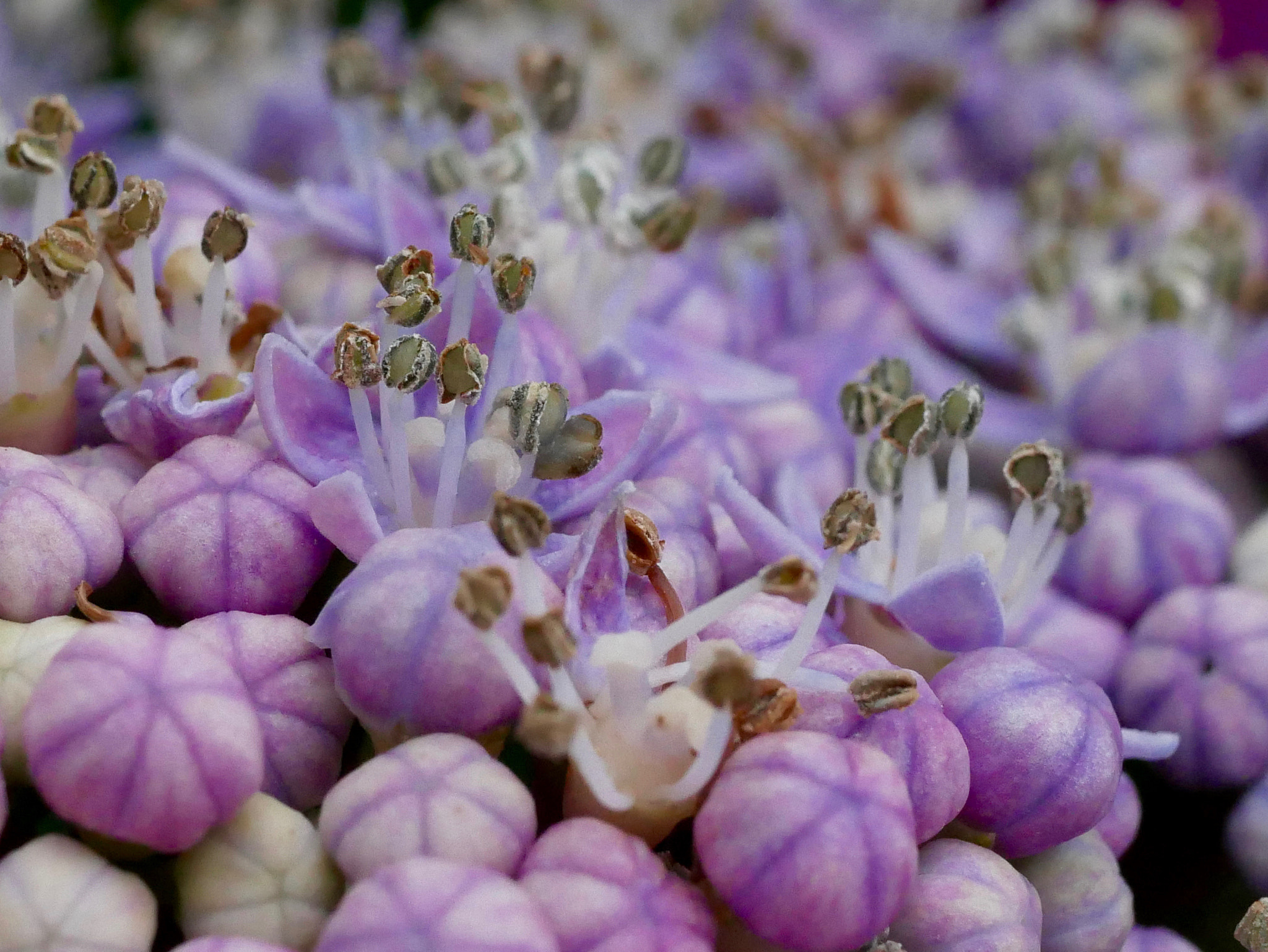 Panasonic Lumix G Macro 30mm F2.8 ASPH Mega OIS sample photo. Un champ de ? photography