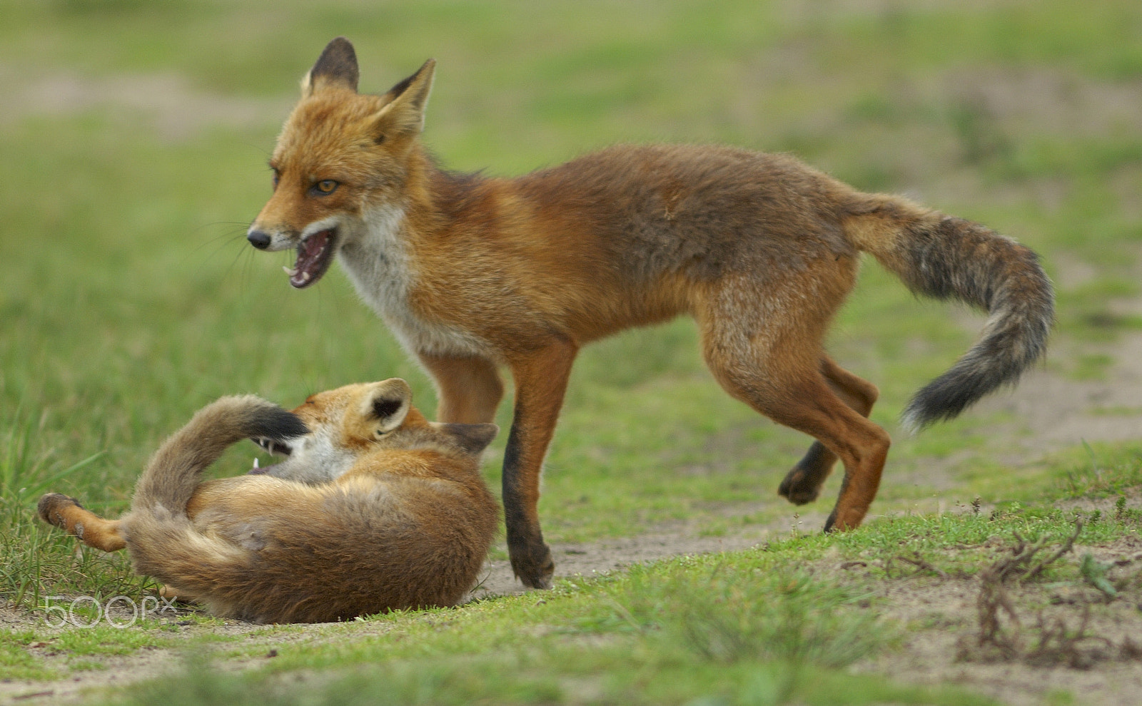 Nikon D2Xs + Nikkor 500mm f/4 P ED IF sample photo. Point ! photography