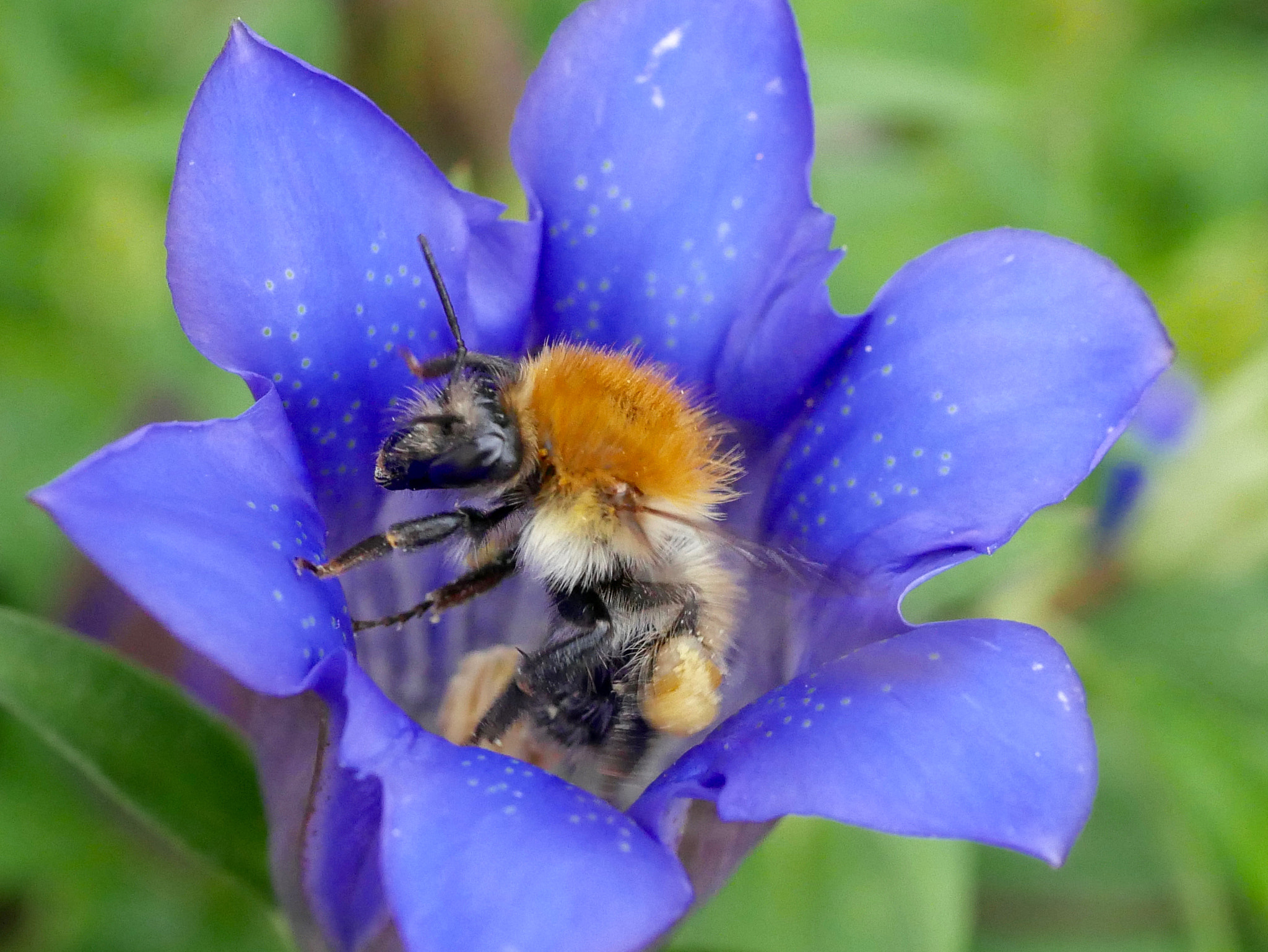 Panasonic Lumix G Macro 30mm F2.8 ASPH Mega OIS sample photo. En pleine fleur... photography