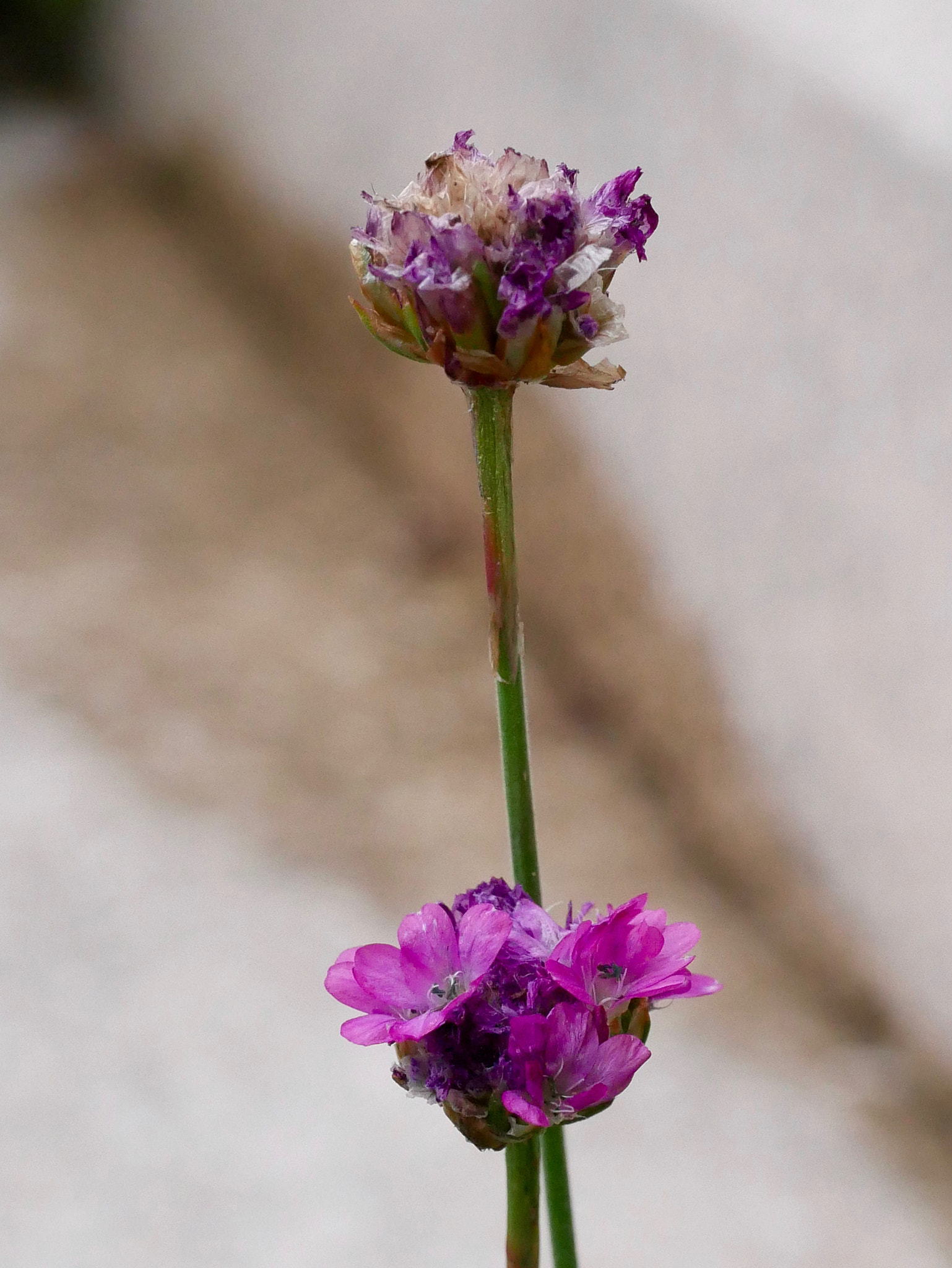 Panasonic Lumix G Macro 30mm F2.8 ASPH Mega OIS sample photo. Toi + toi.... photography