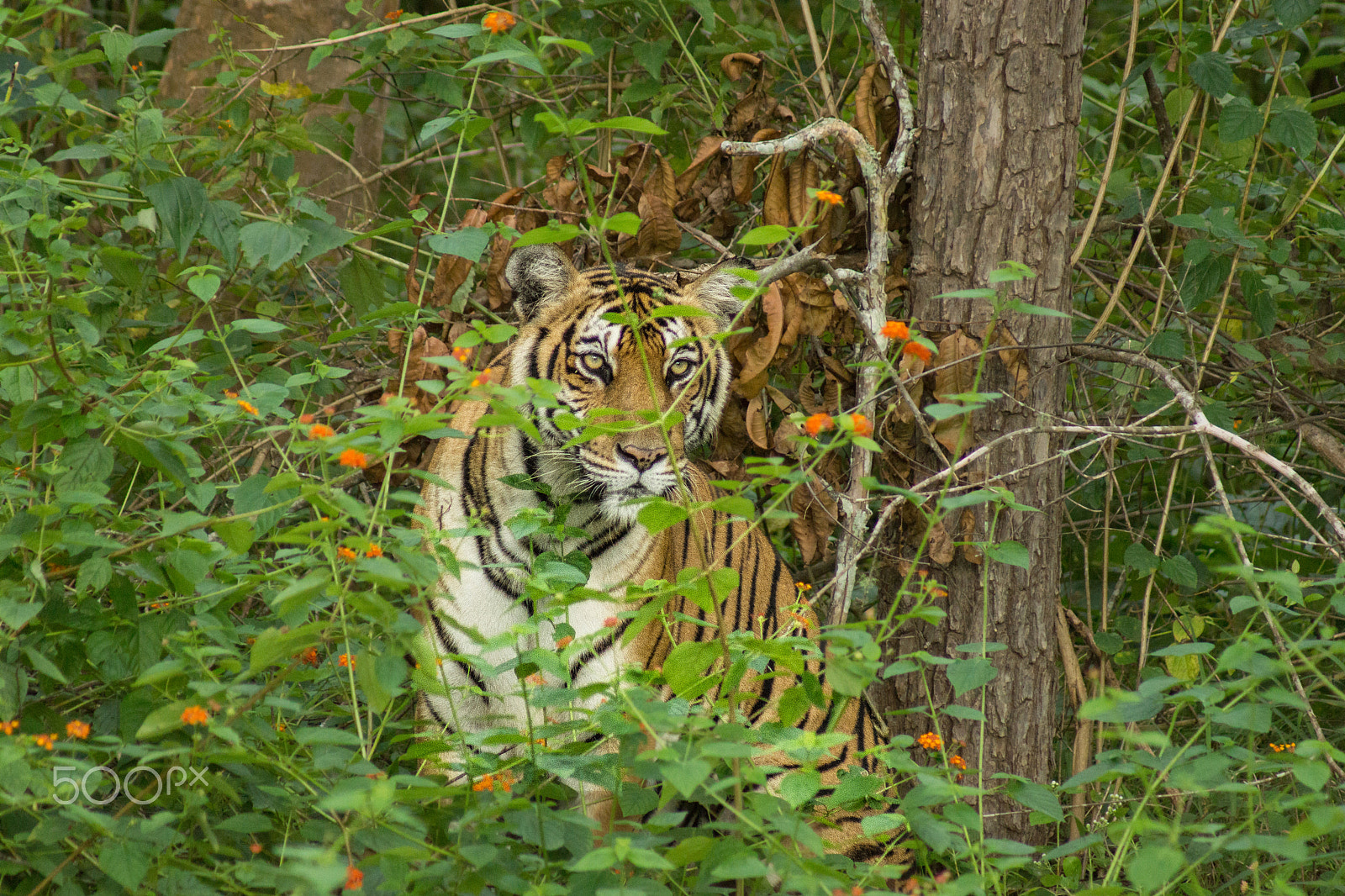 Sony 75-300mm F4.5-5.6 sample photo. The stare photography