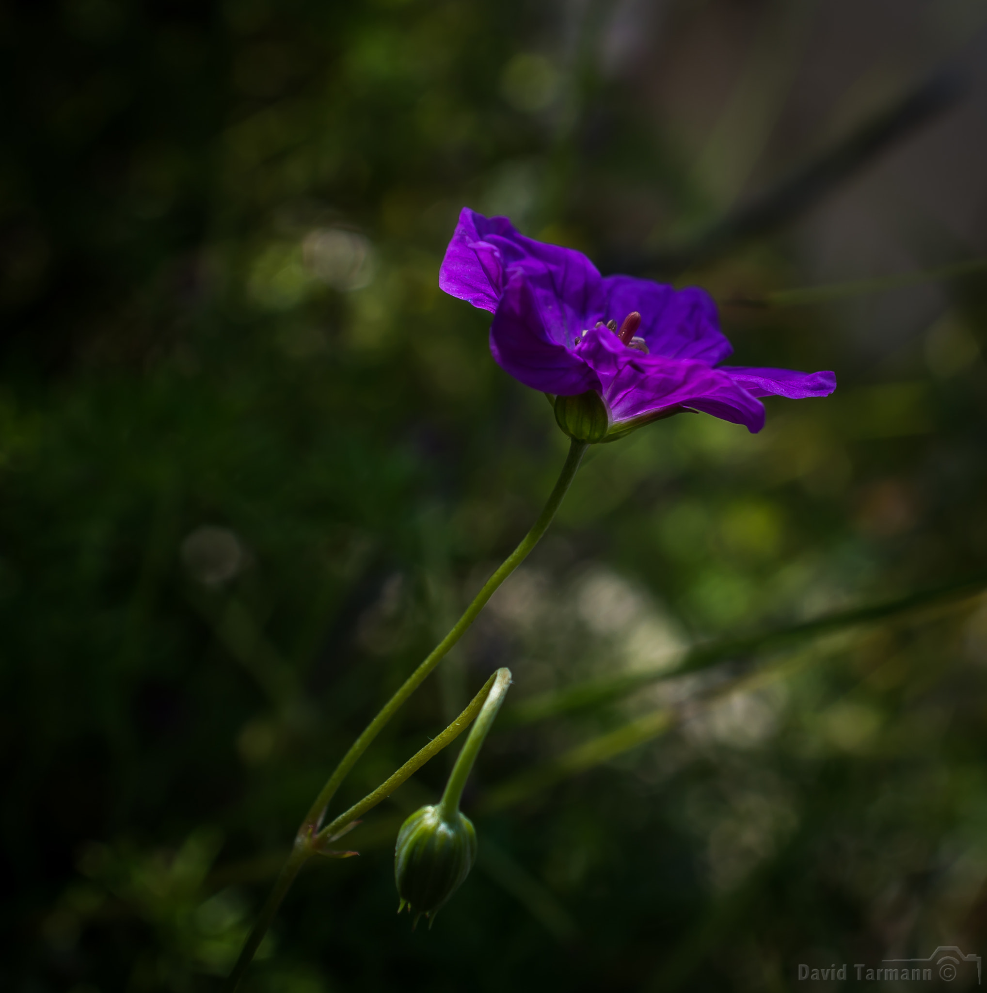 AF Zoom-Nikkor 28-85mm f/3.5-4.5 sample photo. Magenta magic photography