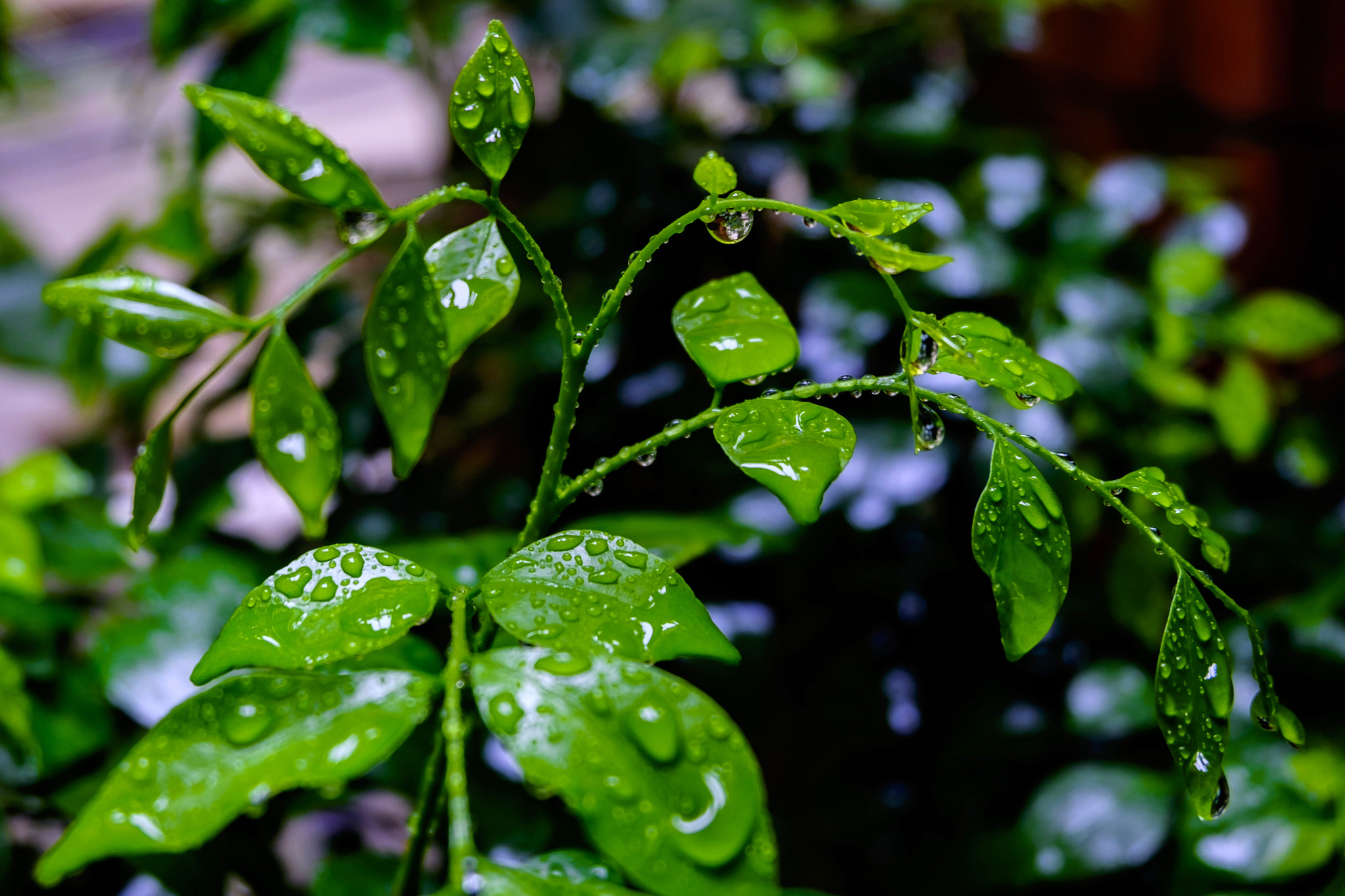Fujifilm XC 16-50mm F3.5-5.6 OIS II sample photo. Drops photography