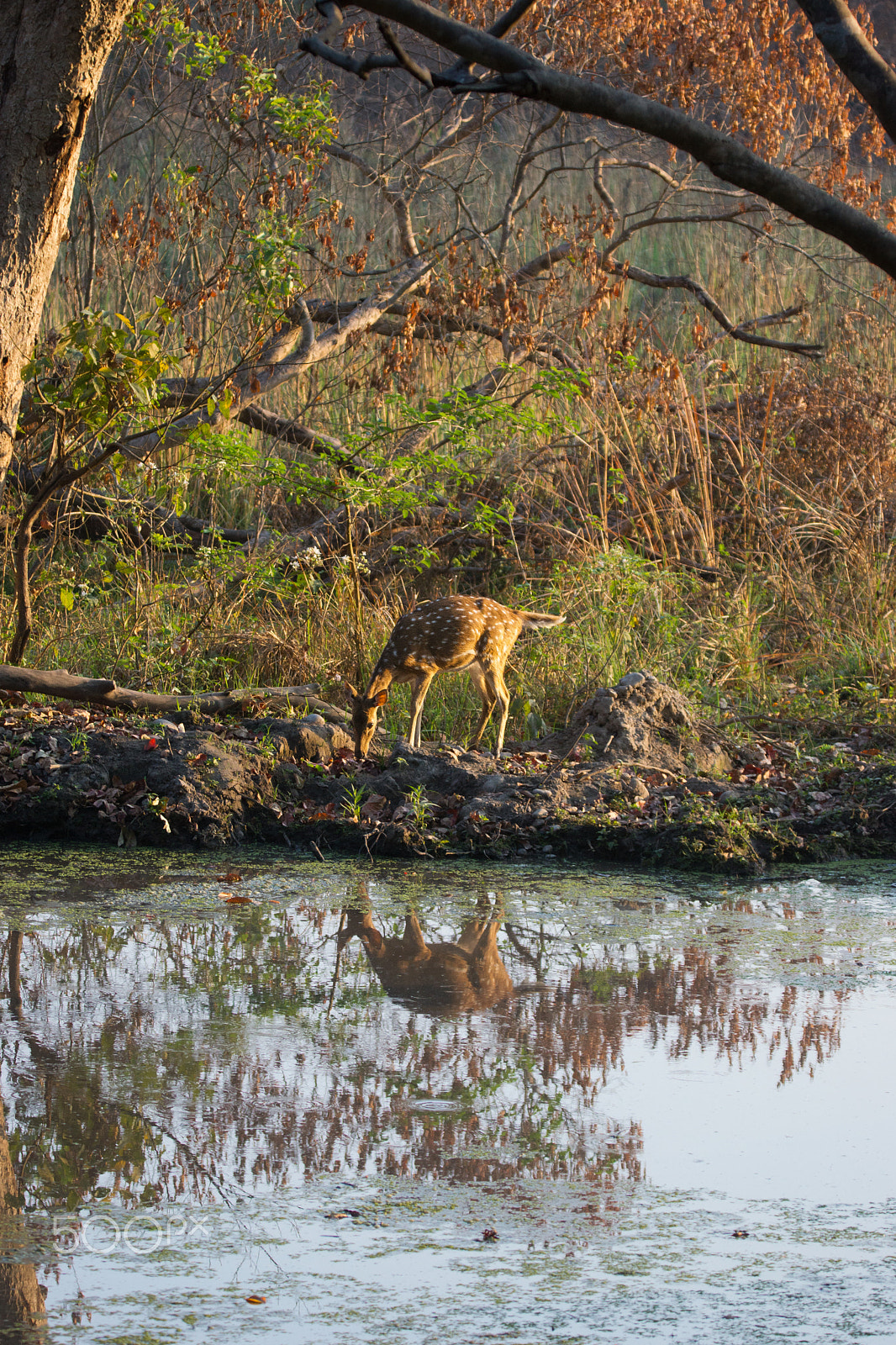Sony SLT-A65 (SLT-A65V) + Tamron SP 150-600mm F5-6.3 Di VC USD sample photo. The solitary deer photography