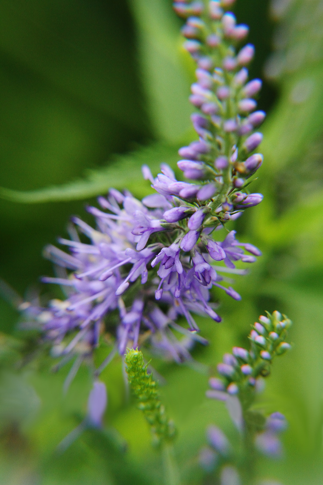 Canon EF-S 18-135mm F3.5-5.6 IS sample photo. Meadow flower photography