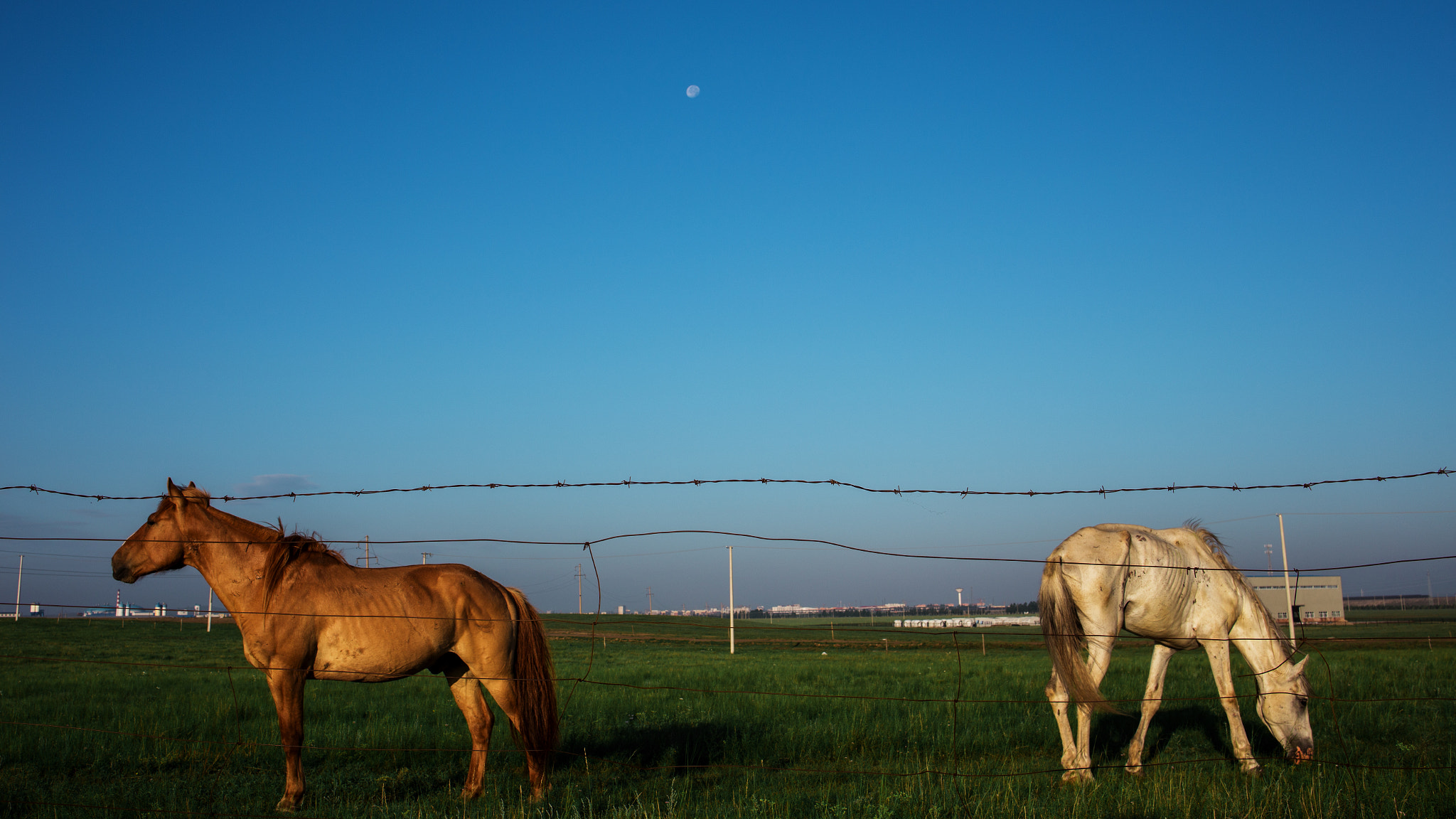 Tamron SP 35mm F1.8 Di VC USD sample photo. Horse photography