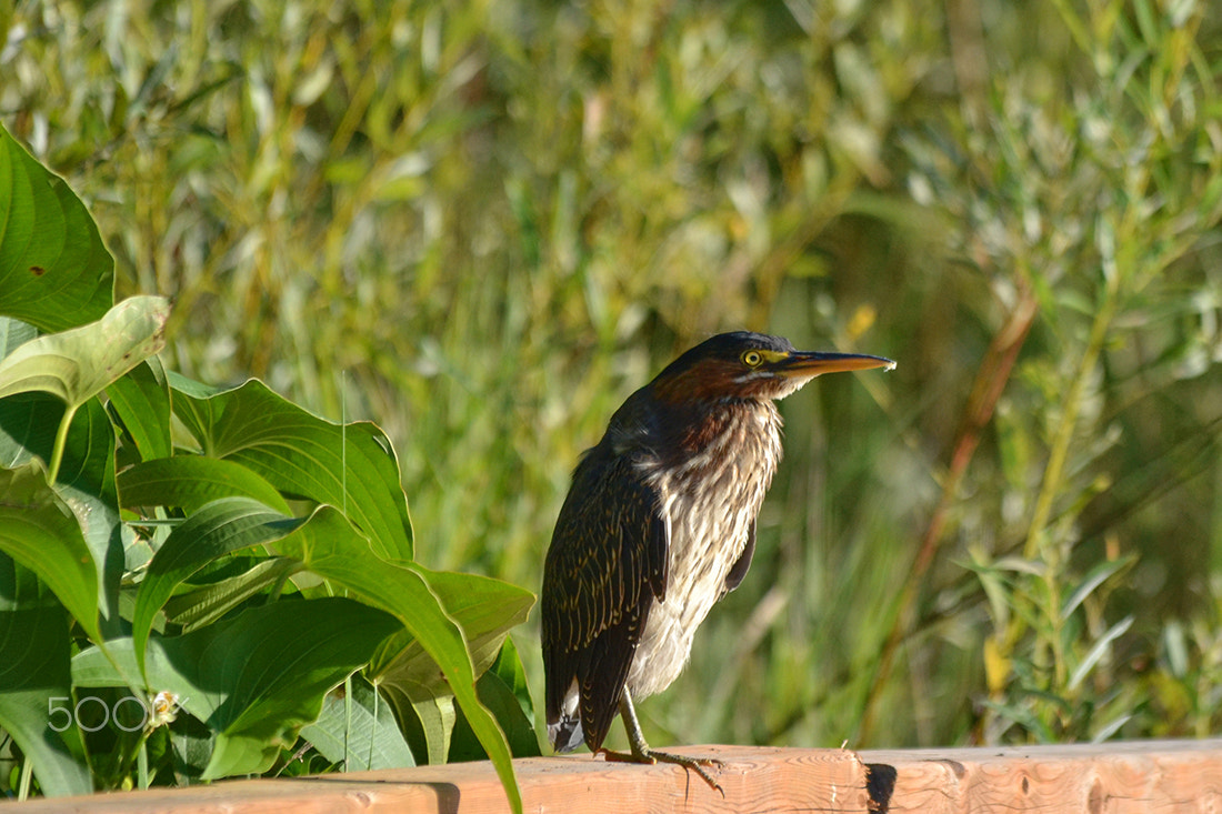 Sigma 150-500mm F5-6.3 DG OS HSM sample photo. Héron vert/ green heron photography