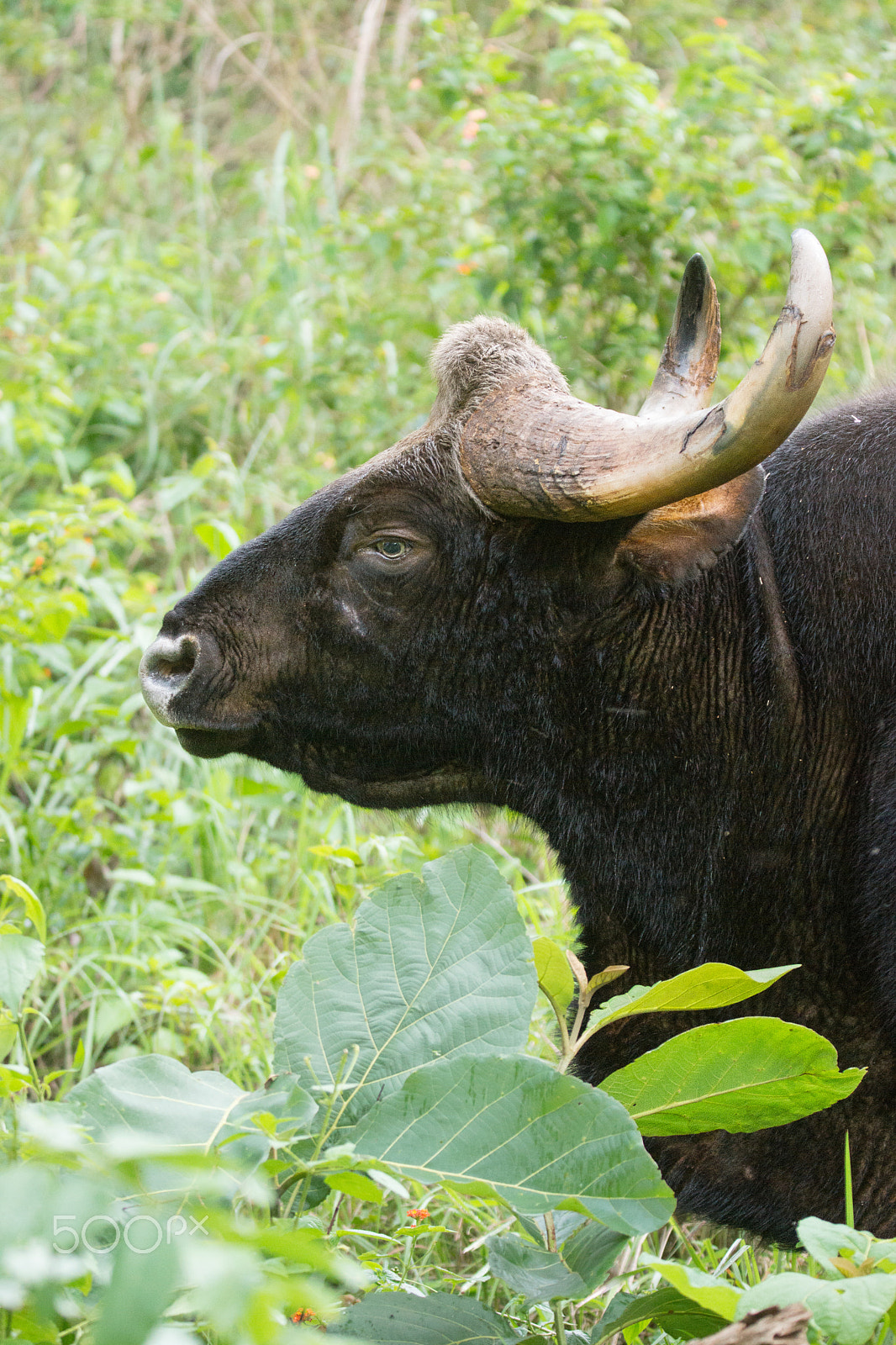 Sony SLT-A65 (SLT-A65V) + Tamron SP 150-600mm F5-6.3 Di VC USD sample photo. Up close with the gaur photography