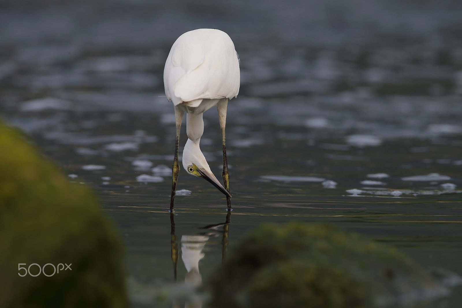 Canon EF 400mm F2.8L IS II USM sample photo. Bs3p6635.jpg photography
