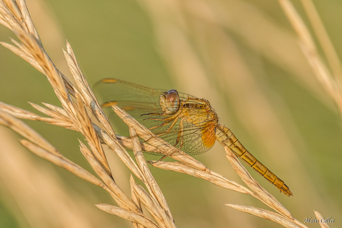 Sigma 150mm F2.8 EX DG OS Macro HSM sample photo. Libellule photography