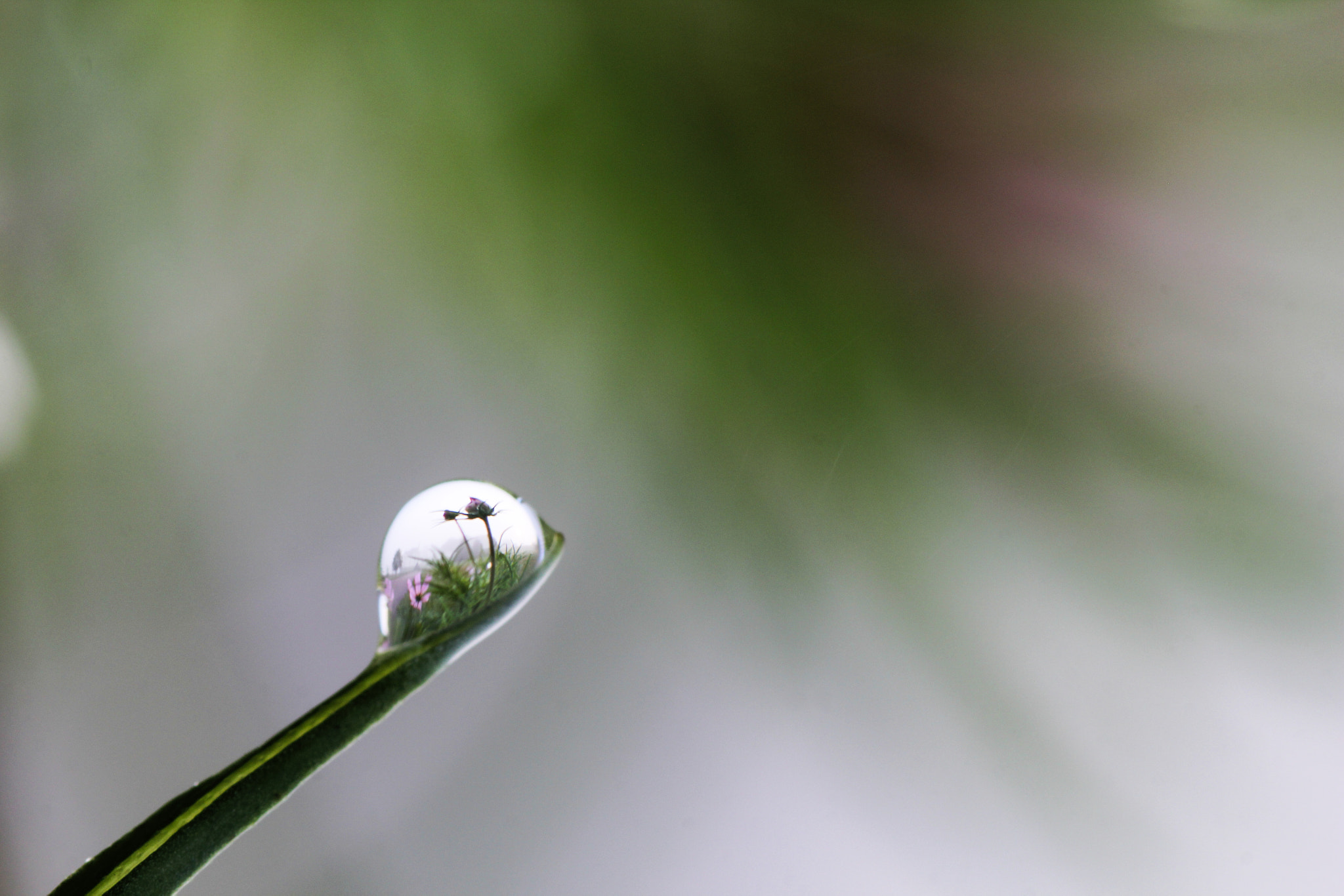 Canon EOS 60D + Sigma 105mm F2.8 EX DG Macro sample photo. In a bubble - dans une bulle photography