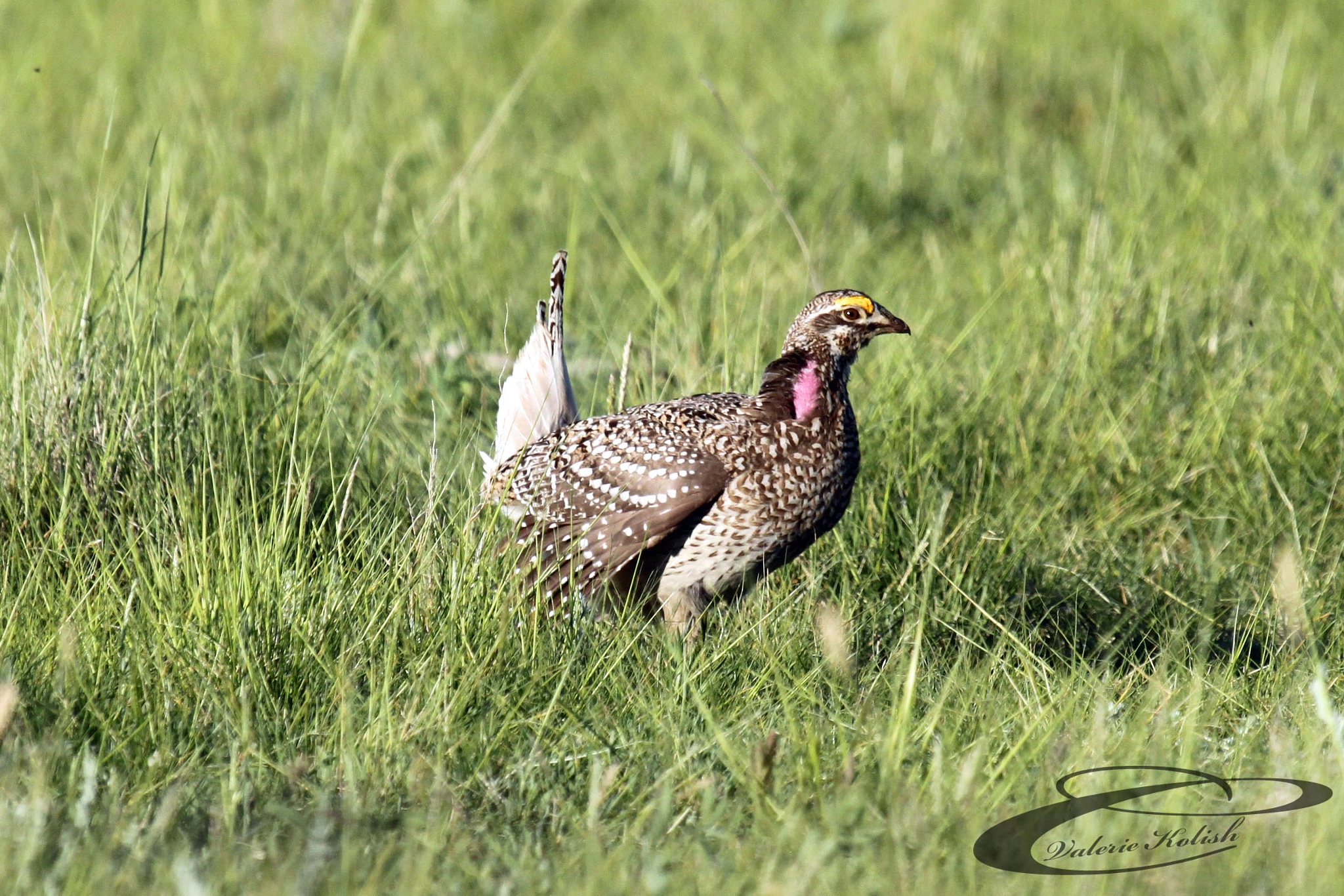 Canon EOS 500D (EOS Rebel T1i / EOS Kiss X3) + Canon EF 100-400mm F4.5-5.6L IS USM sample photo. Sharp-tailed grouse photography
