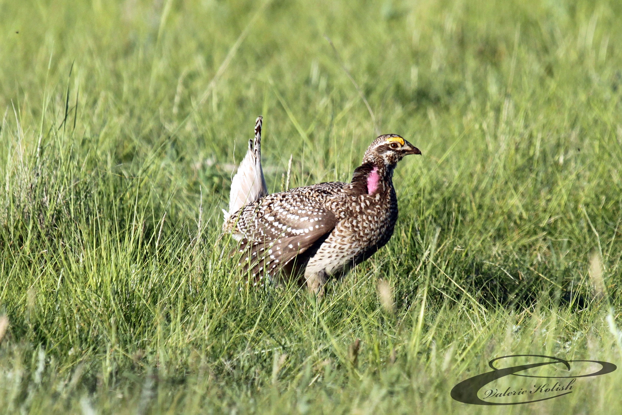 Canon EF 100-400mm F4.5-5.6L IS USM sample photo. Sharp-tailed grouse photography