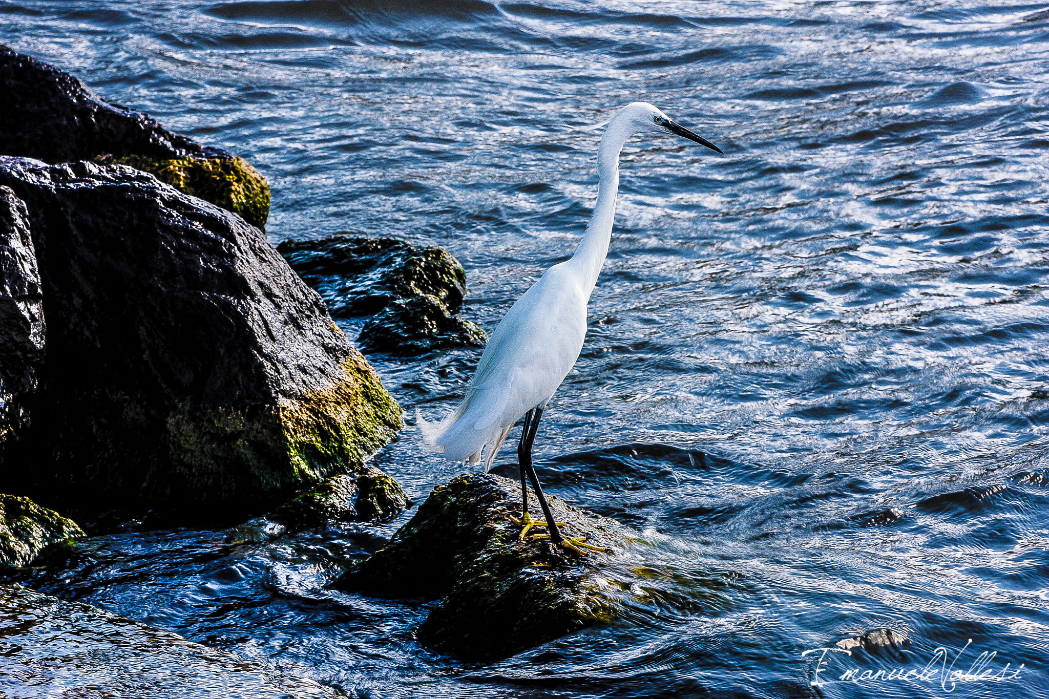Canon EOS 40D sample photo. Garzetta photography