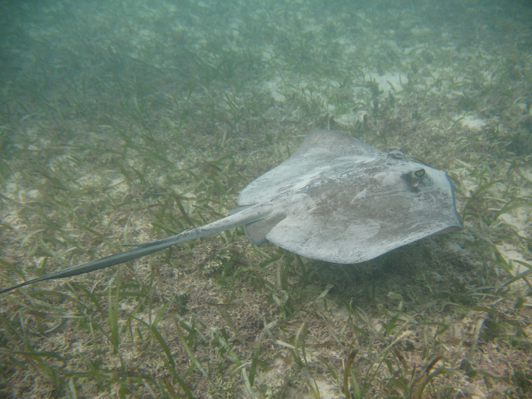 Canon POWERSHOT A630 sample photo. Excursions in cancun photography