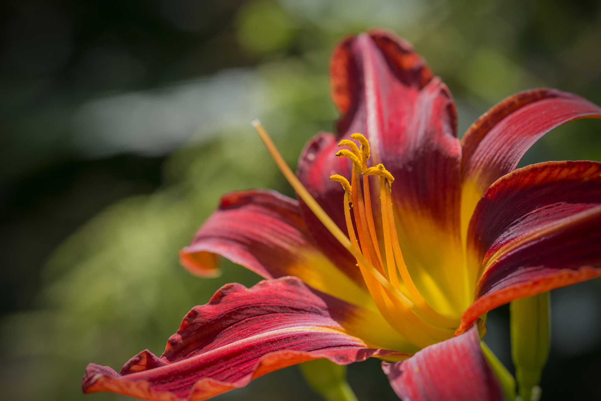 Nikon D800 + Sigma 105mm F2.8 EX DG Macro sample photo. Stunning dwarf asiatic hybrid lilium matrix lily flower close up photography