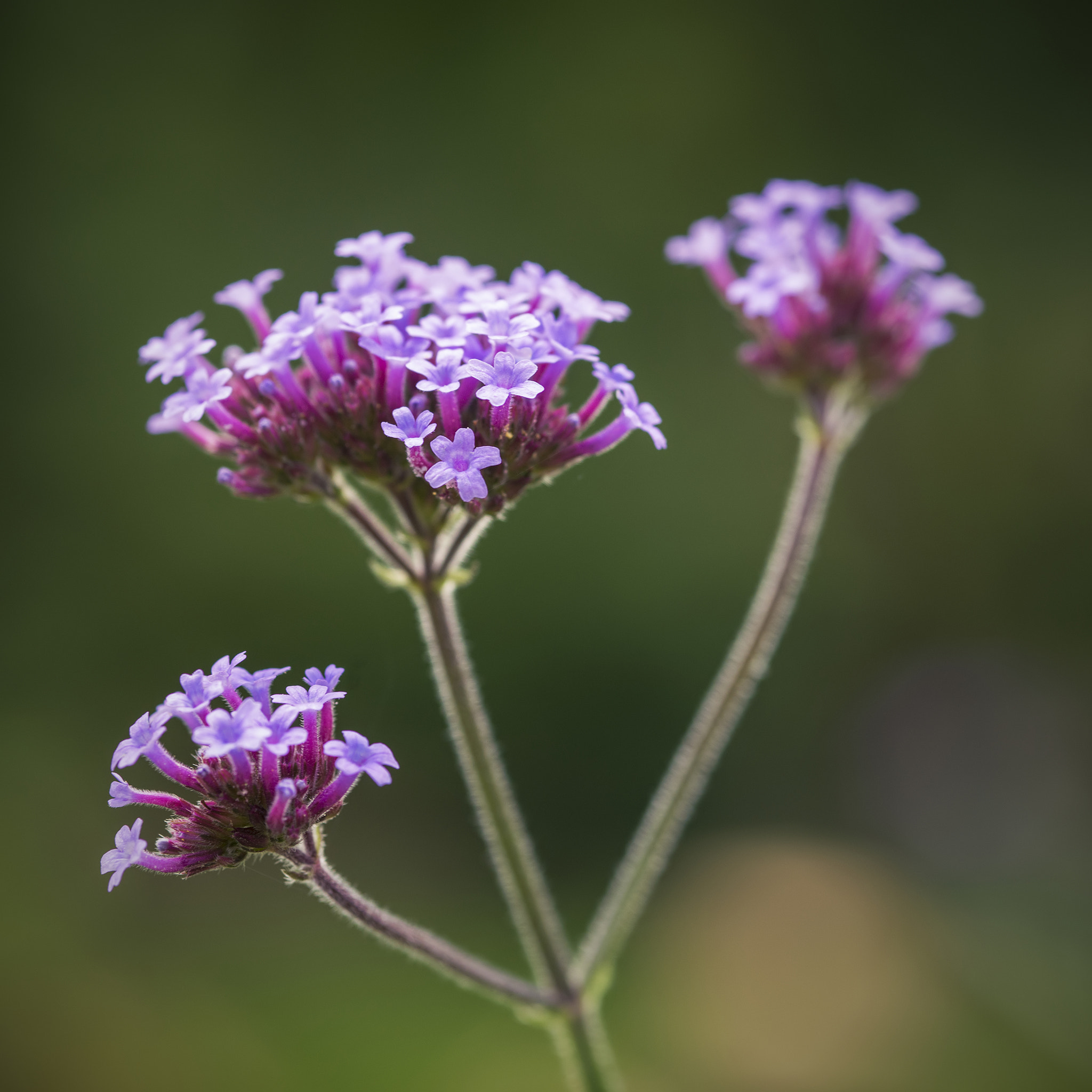 Nikon D800 + Sigma 105mm F2.8 EX DG Macro sample photo. Beautiful close up of verbena bonariensis vervain summer flower photography