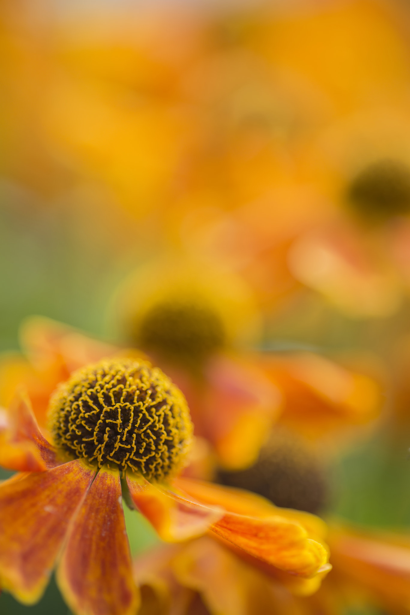 Nikon D800 + Sigma 105mm F2.8 EX DG Macro sample photo. Stunning macro close up of black eyed susan flower with shallow photography