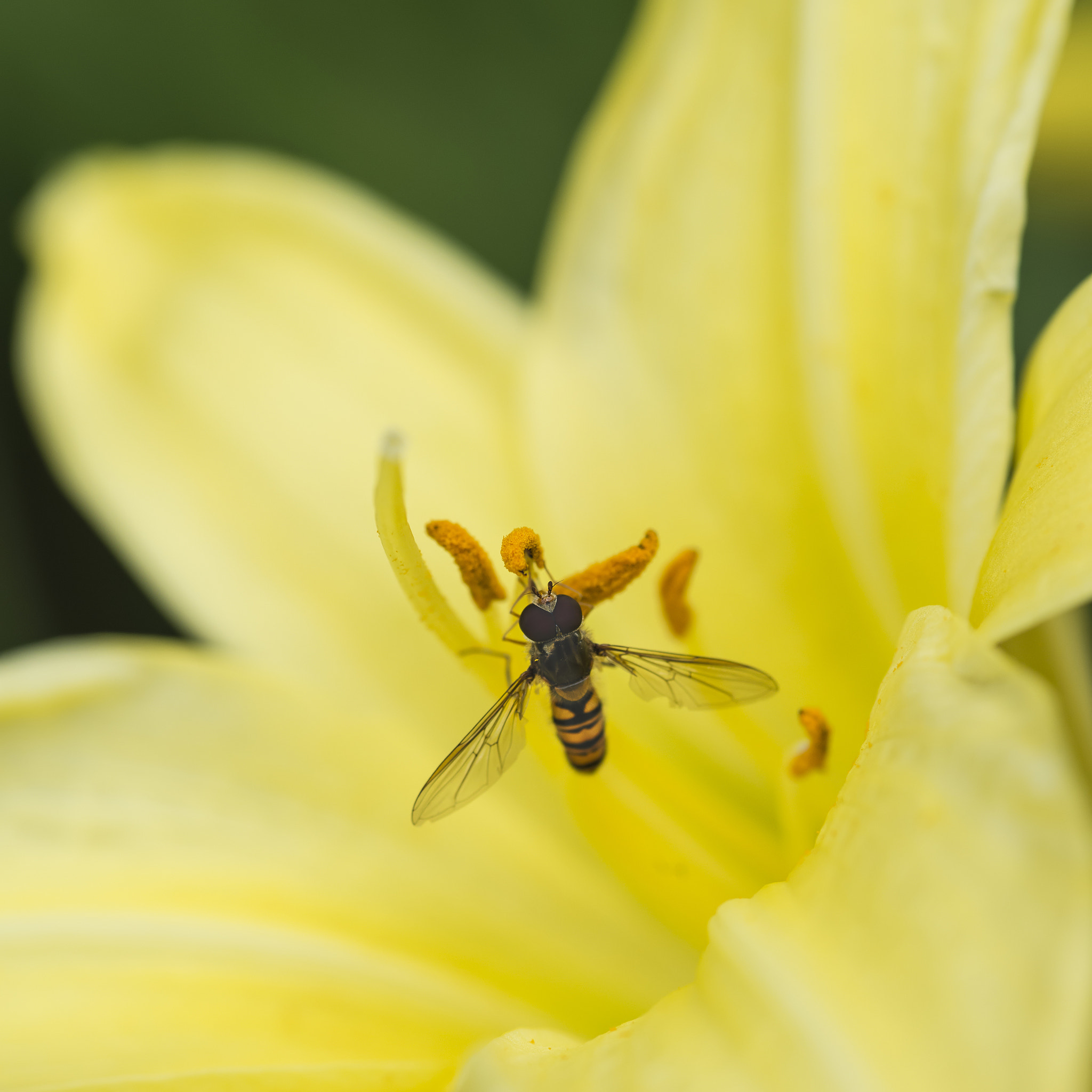Nikon D800 + Sigma 105mm F2.8 EX DG Macro sample photo. Stunning macro close up of common wasp insect on trumpet lily fl photography