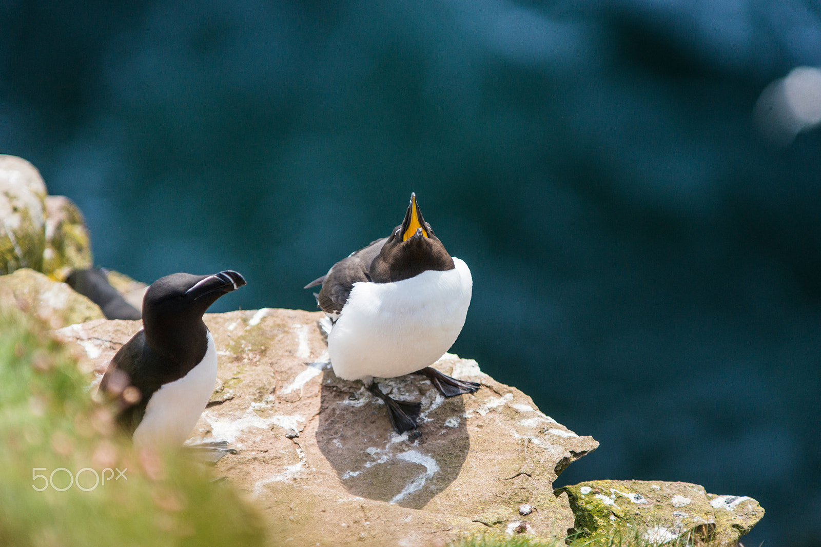 Sony a99 II + Minolta/Sony AF 70-200mm F2.8 G sample photo. Scotland photography
