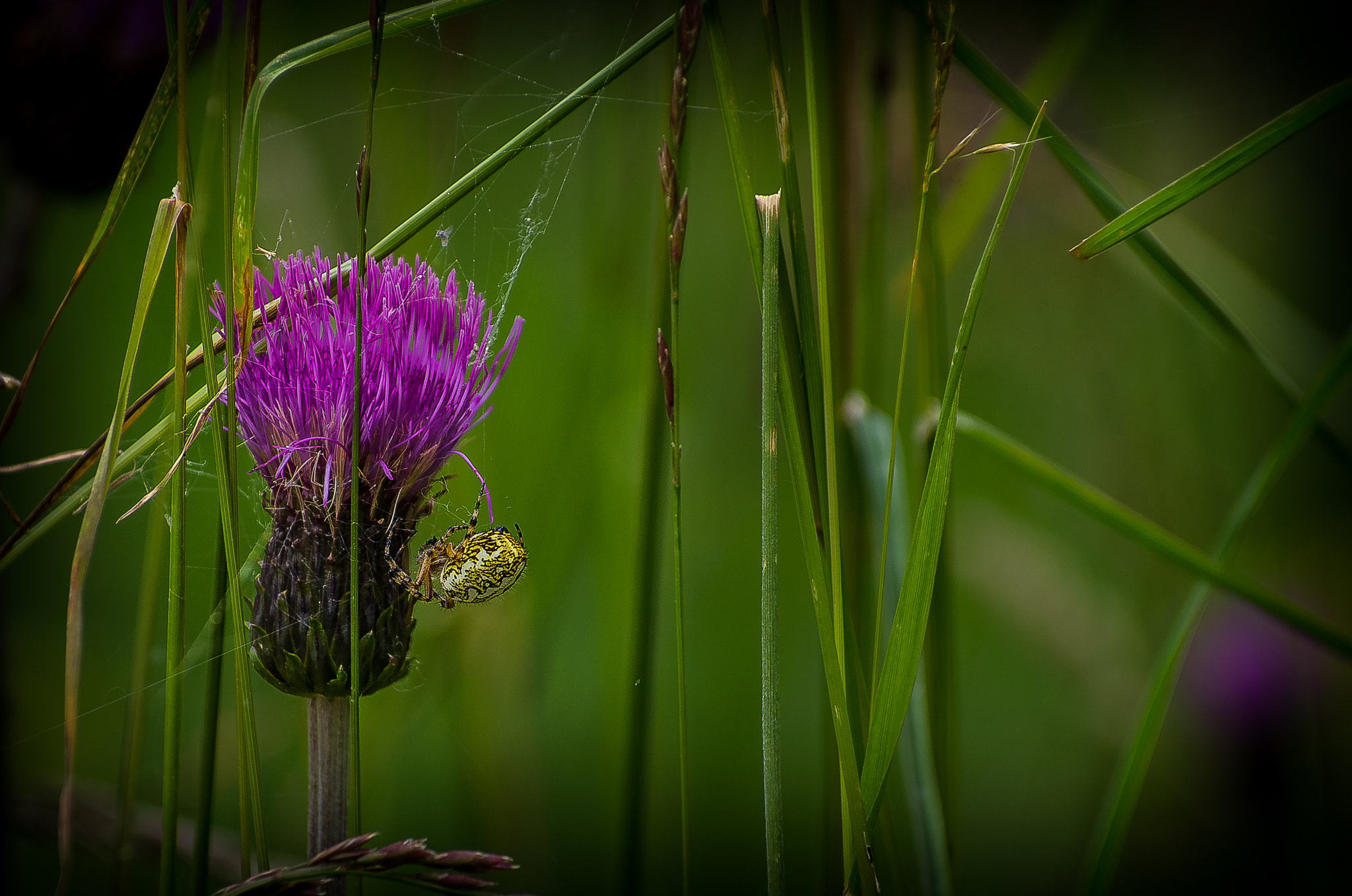 Pentax K-5 sample photo. Friend of neighbours photography