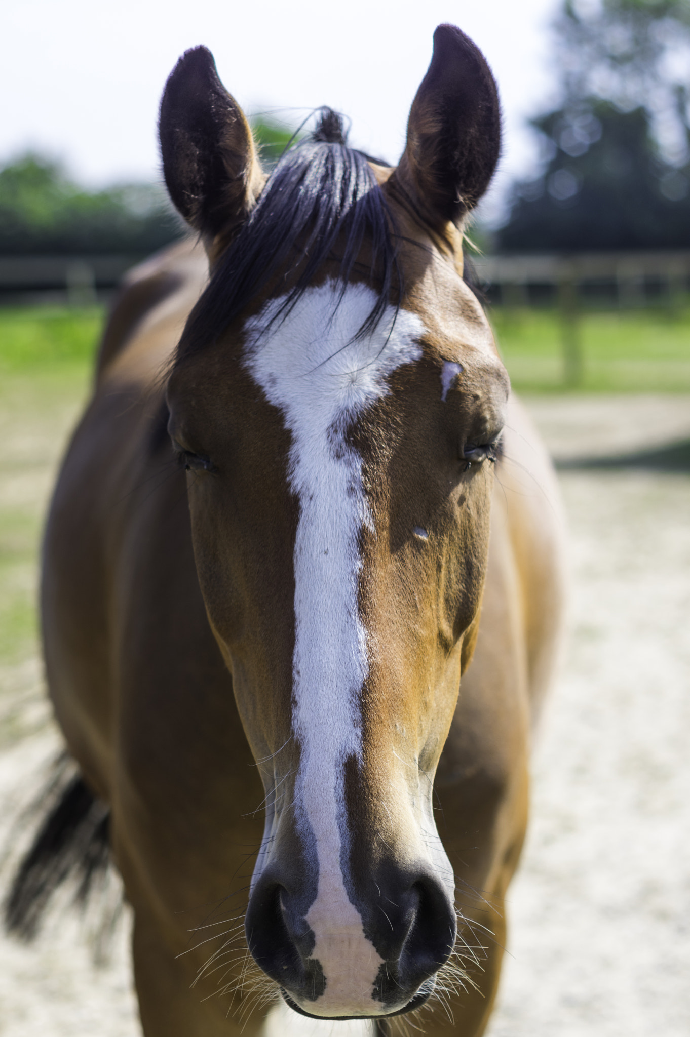 Pentax K-3 + smc PENTAX-F 50mm F1.7 sample photo. Cheval placide photography