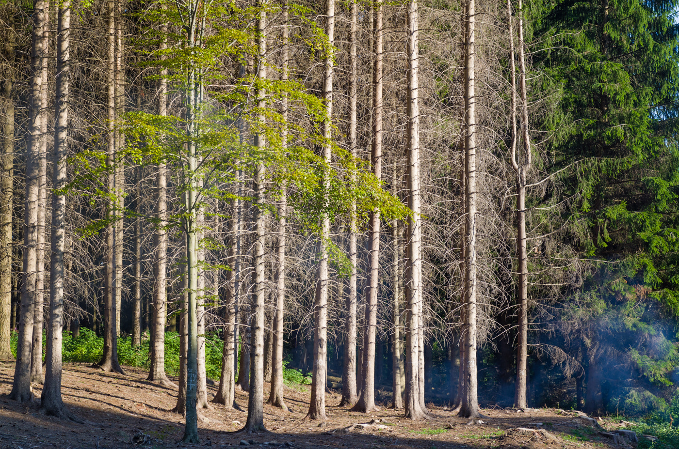 Pentax K-50 sample photo. Out of the forest photography