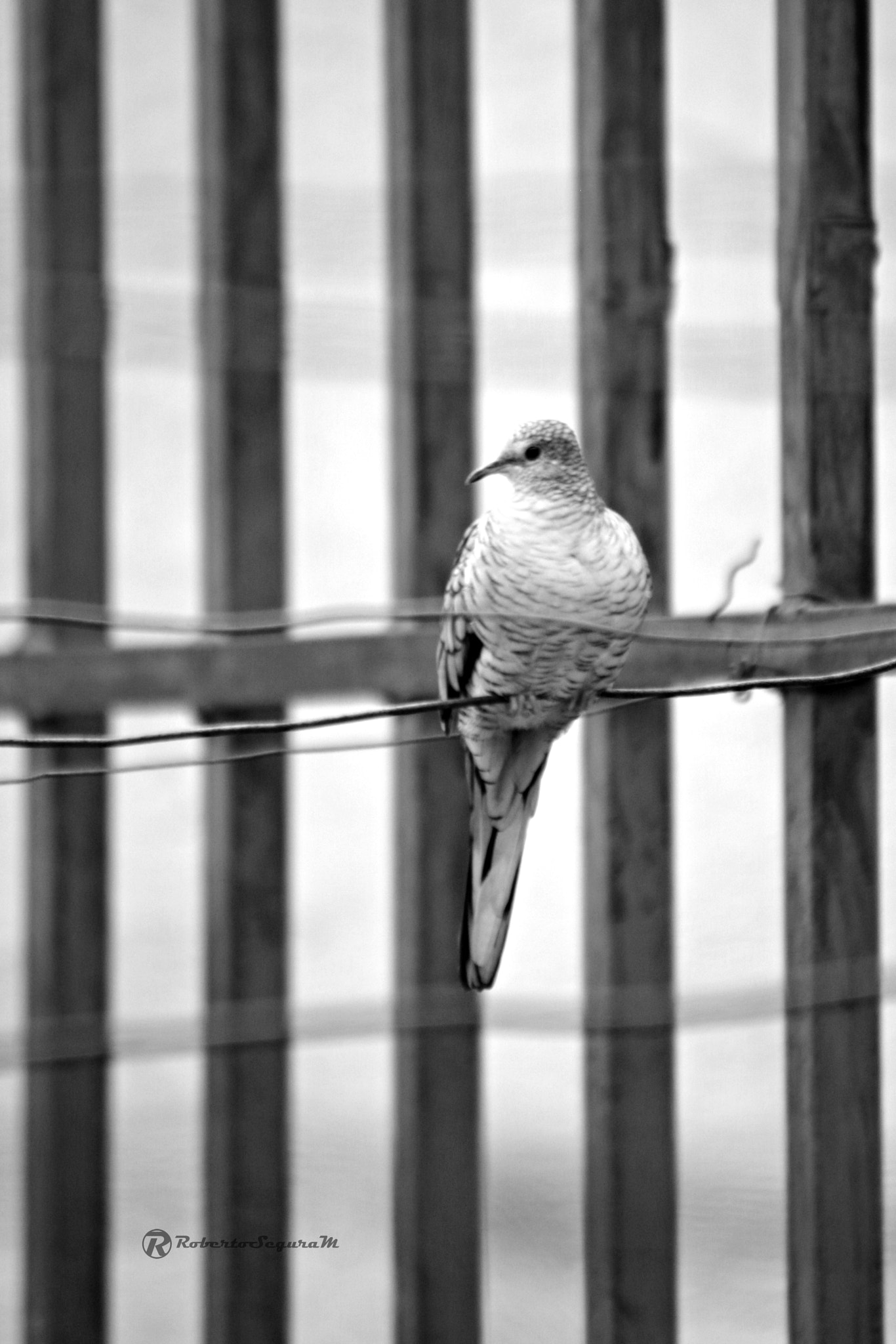 smc PENTAX-FA 80-320mm F4.5-5.6 sample photo. Lineas photography