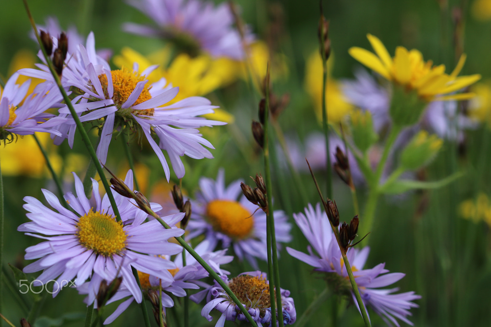 Canon EF 100mm F2.8 Macro USM sample photo. Mountain wildflowers 5427 photography