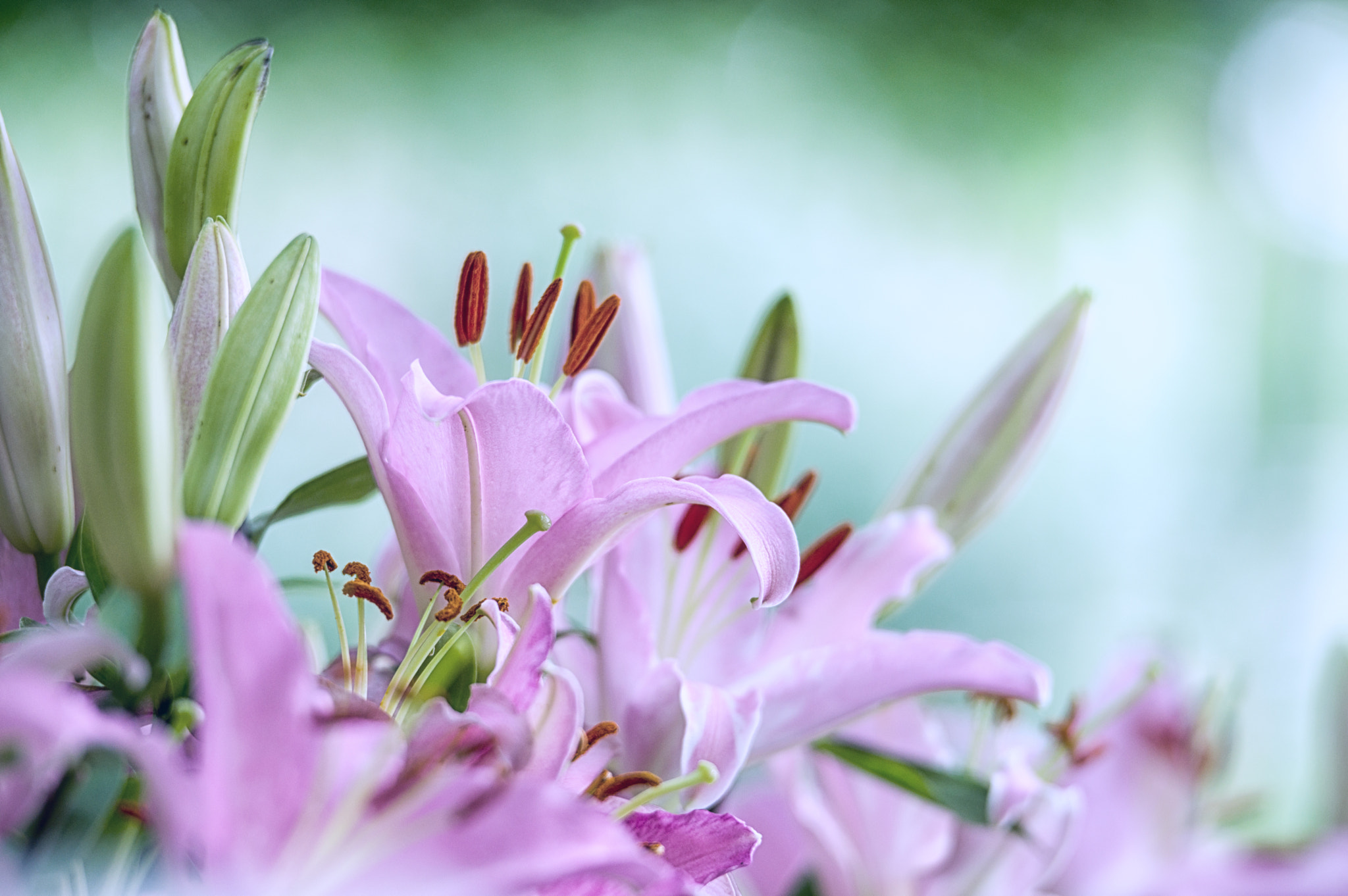 Pentax D FA* 70-200mm F2.8ED DC AW sample photo. ** photography