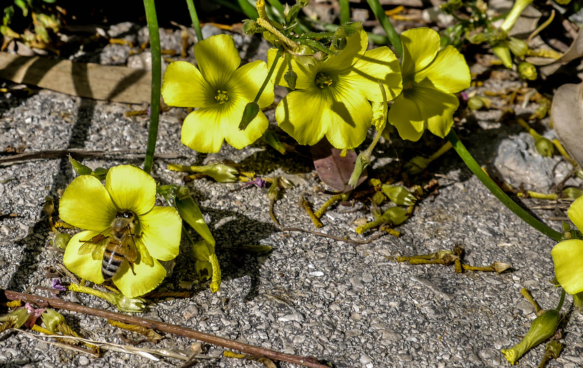 Panasonic Lumix DMC-GF6 sample photo. 16215776389.jpg photography