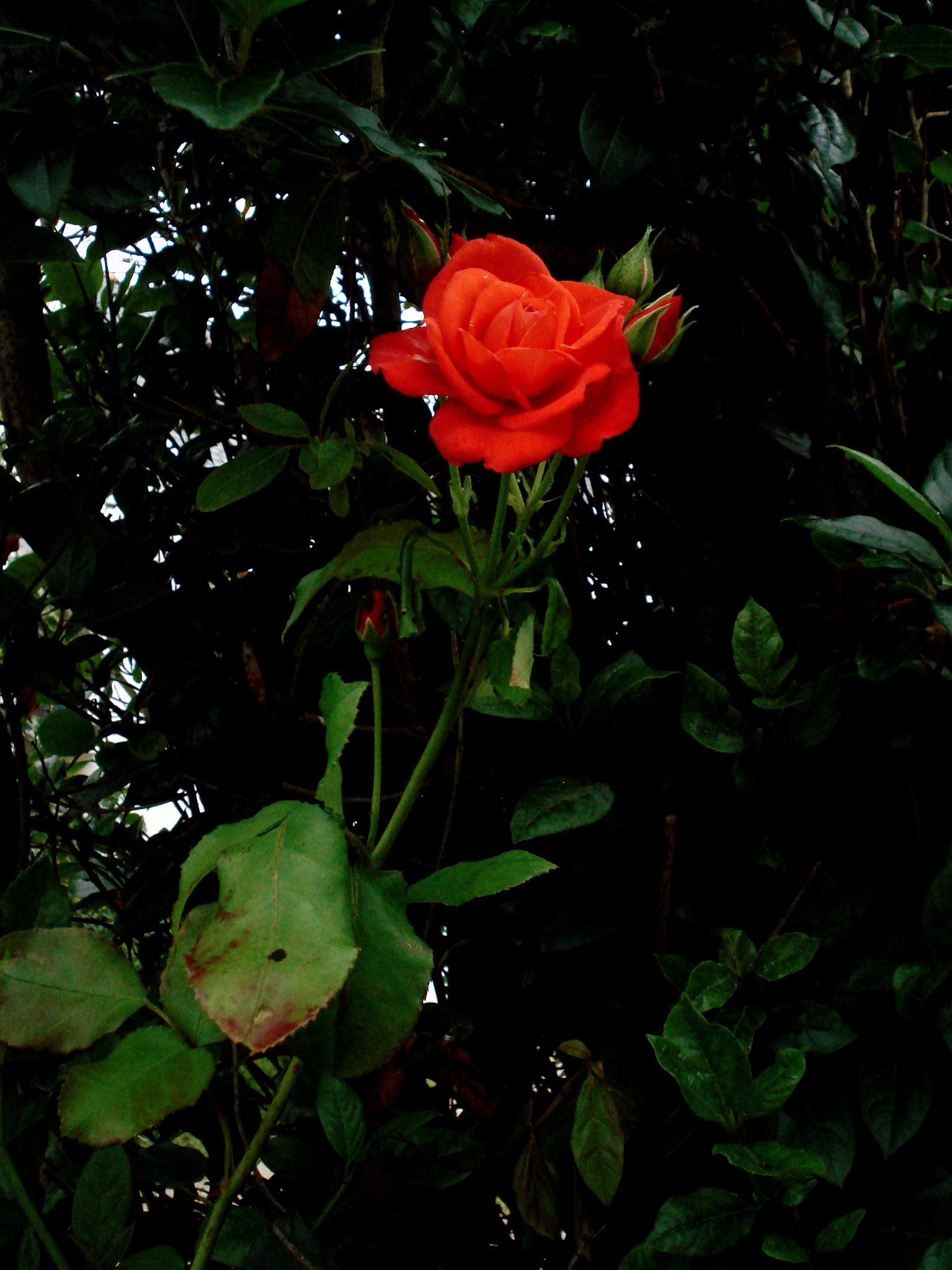 Sony DSC-W40 sample photo. Garden of childhood photography