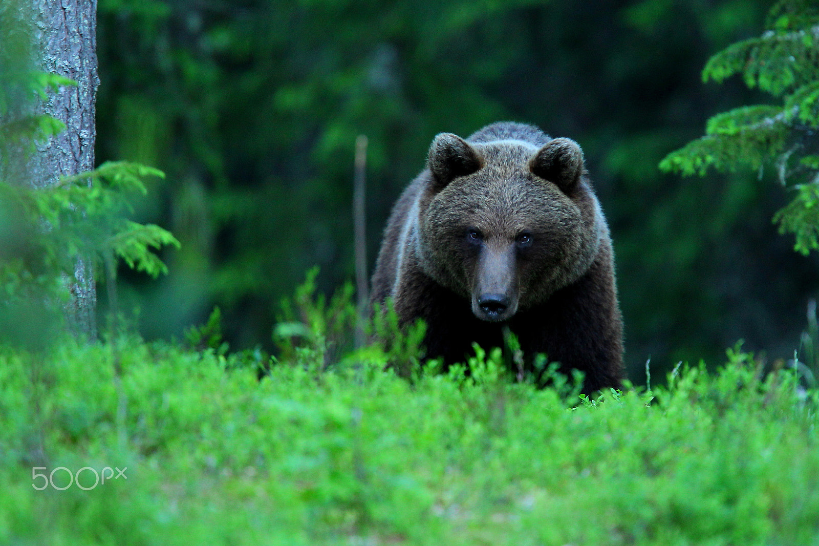 Canon EF 400mm F2.8L IS USM sample photo. I´m looking at you ! photography