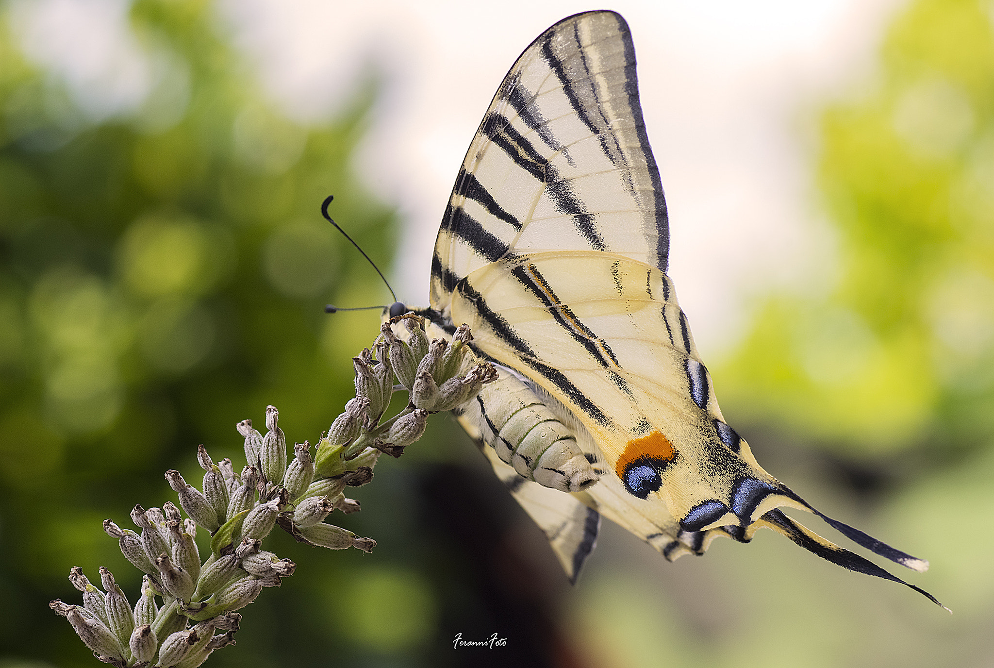 Pentax K-3 + Tamron SP AF 90mm F2.8 Di Macro sample photo. Farfalla1 photography