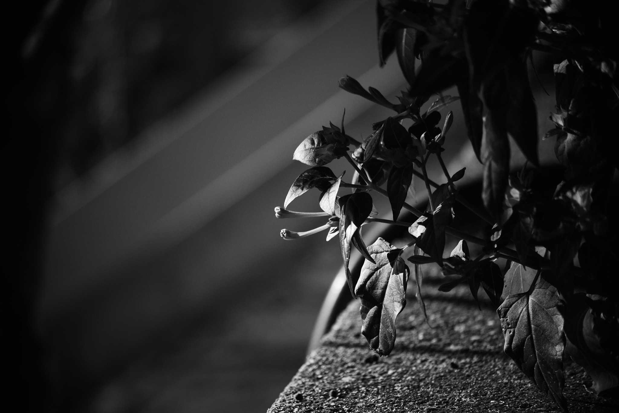 Nikon D600 sample photo. Flowers photography
