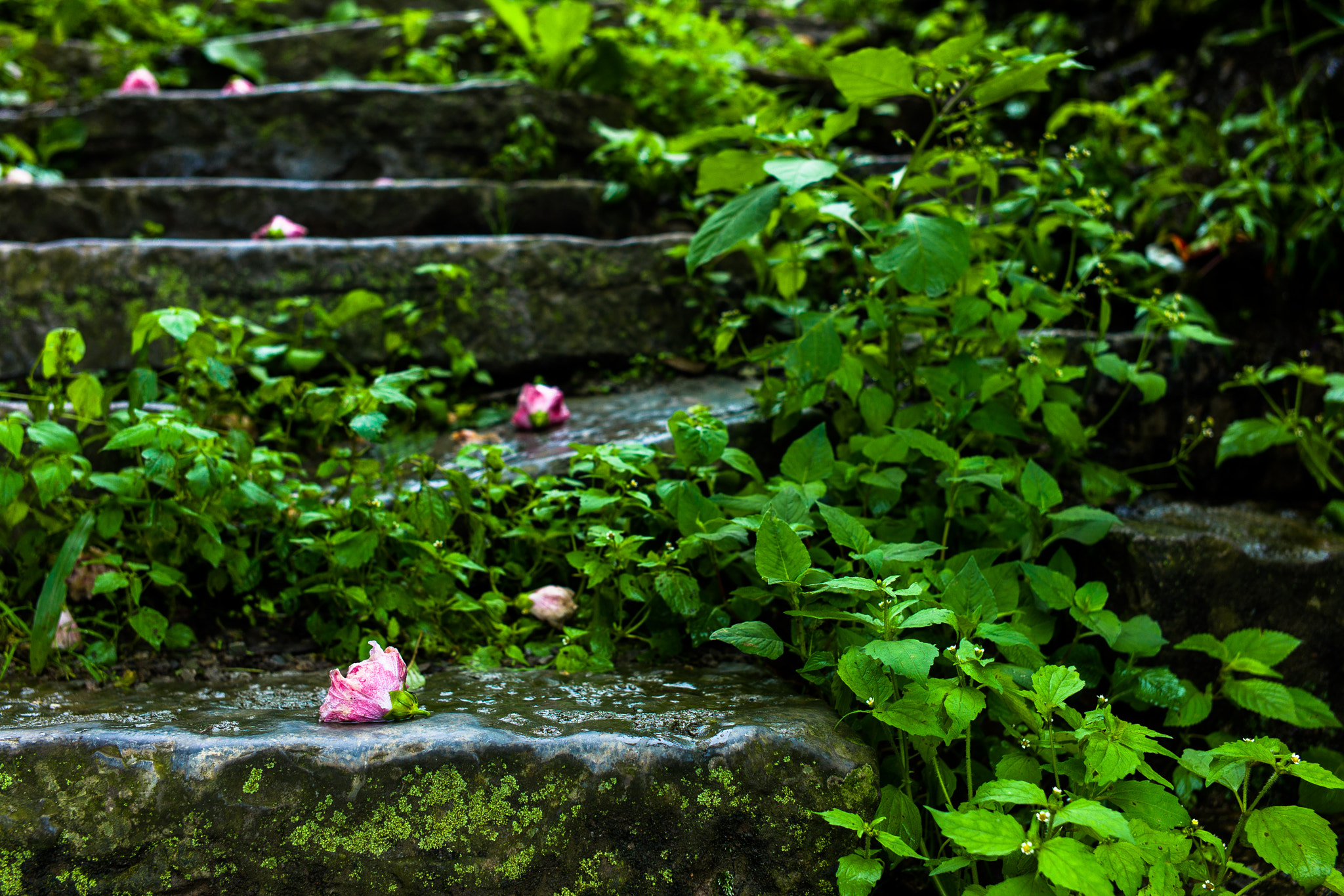Leica M9 + Leica Summicron-M 35mm F2 ASPH sample photo. Flower after rain photography
