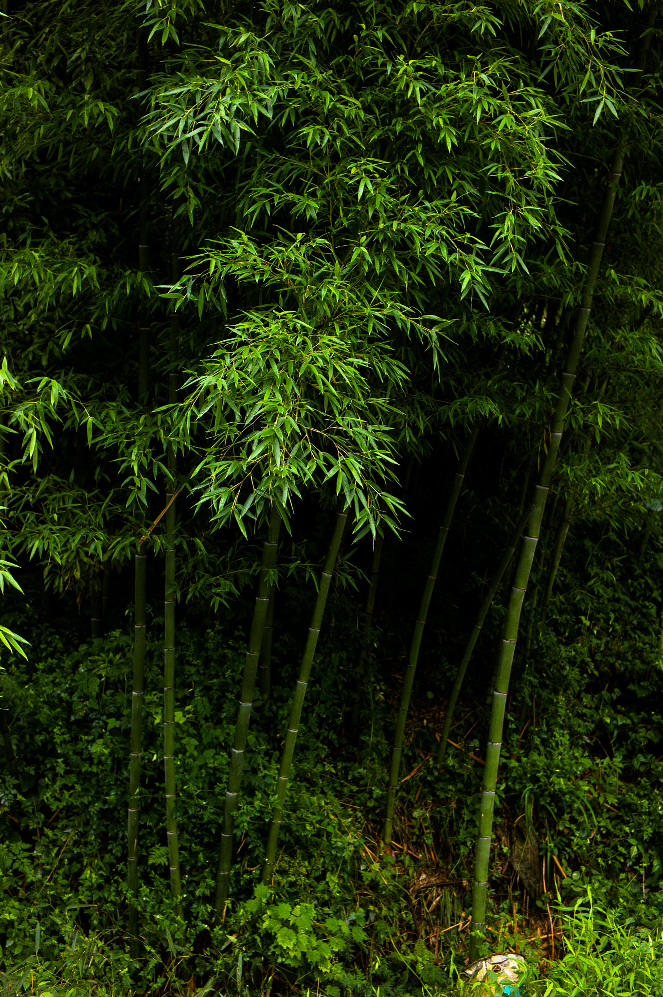 Leica M9 + Leica Summicron-M 35mm F2 ASPH sample photo. Bamboos photography