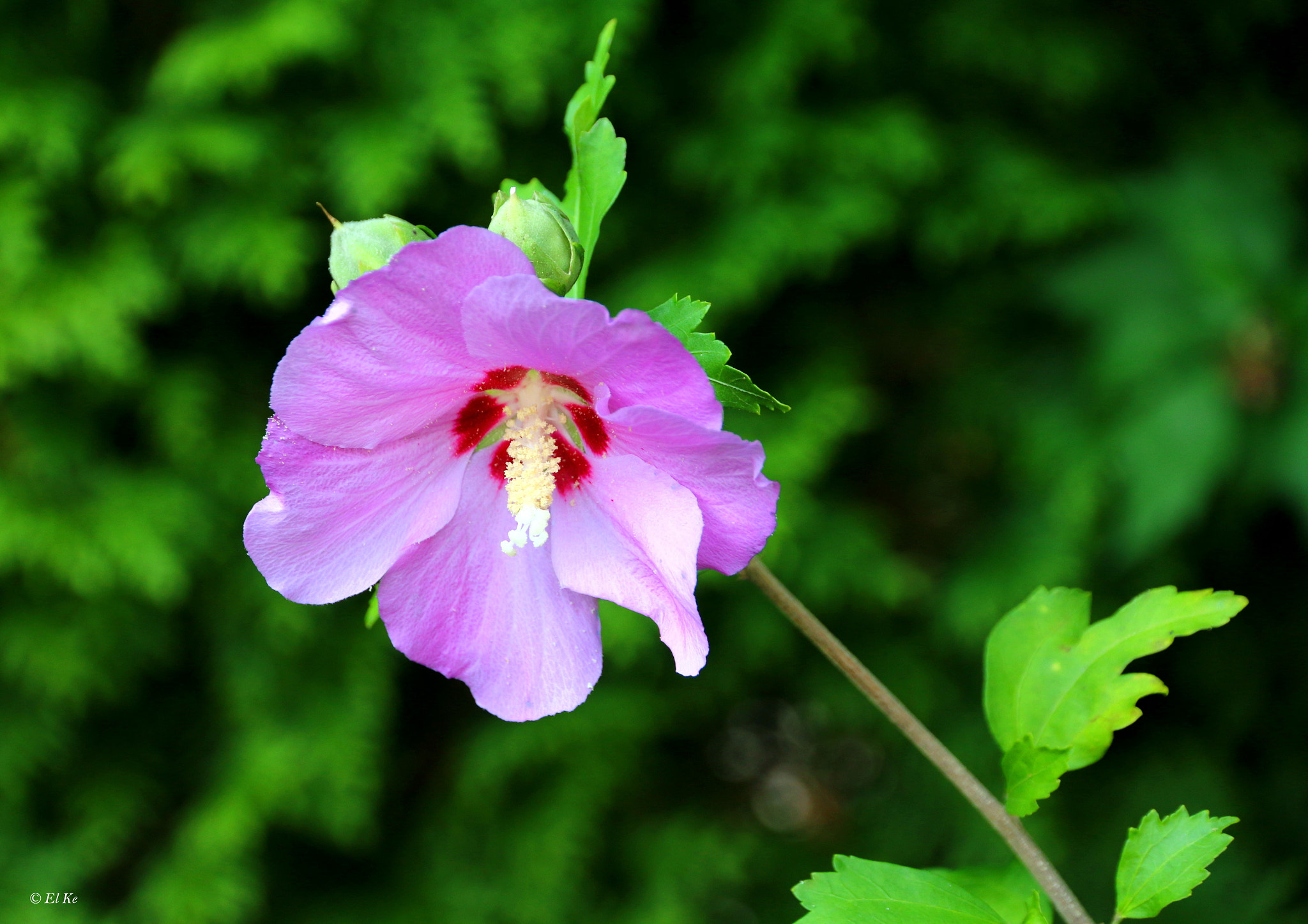 Canon EF-S 15-85mm F3.5-5.6 IS USM sample photo. Hibiskusblüte photography