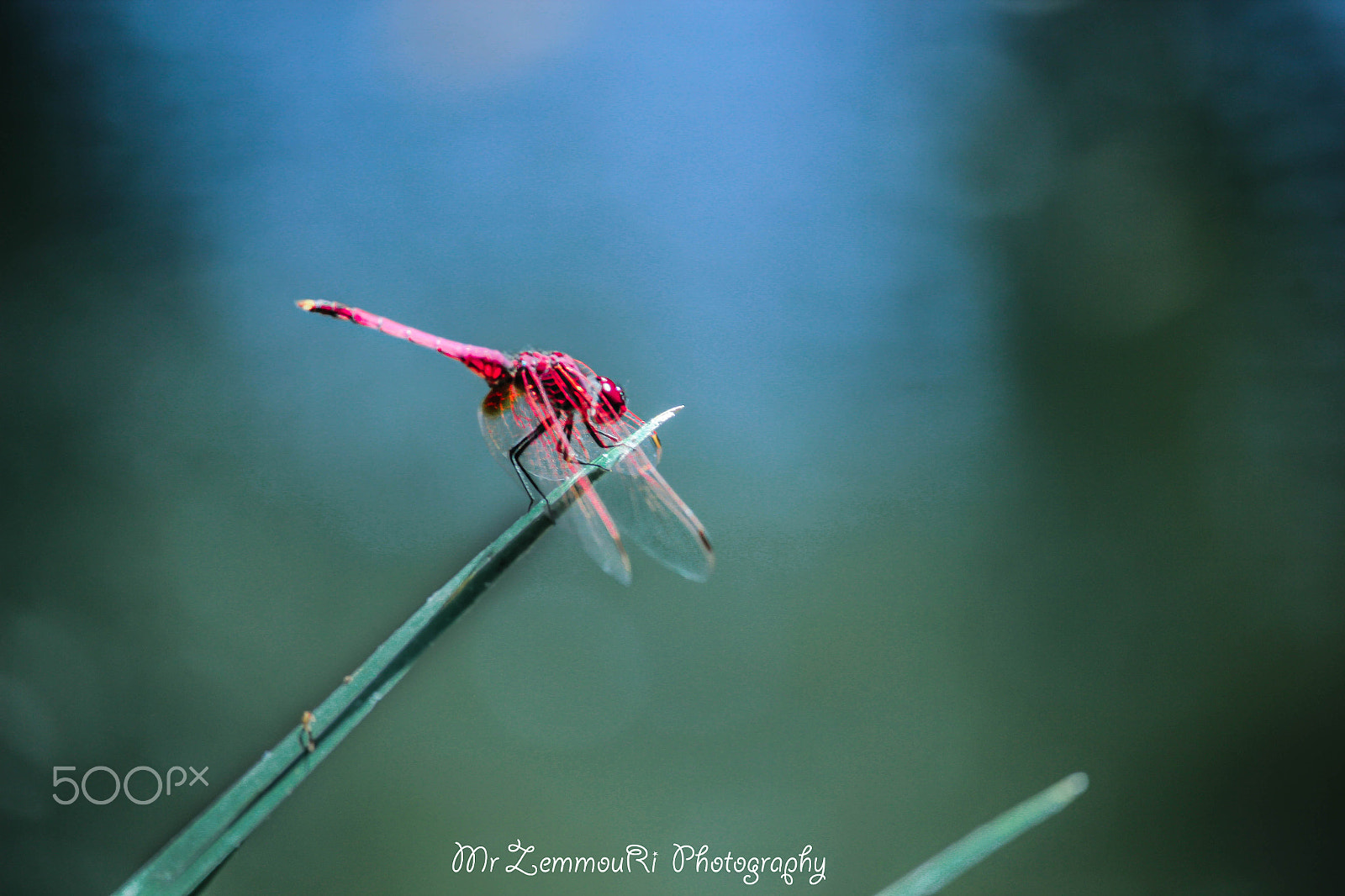 Canon EF-S 55-250mm F4-5.6 IS STM sample photo. Dragonfly photography